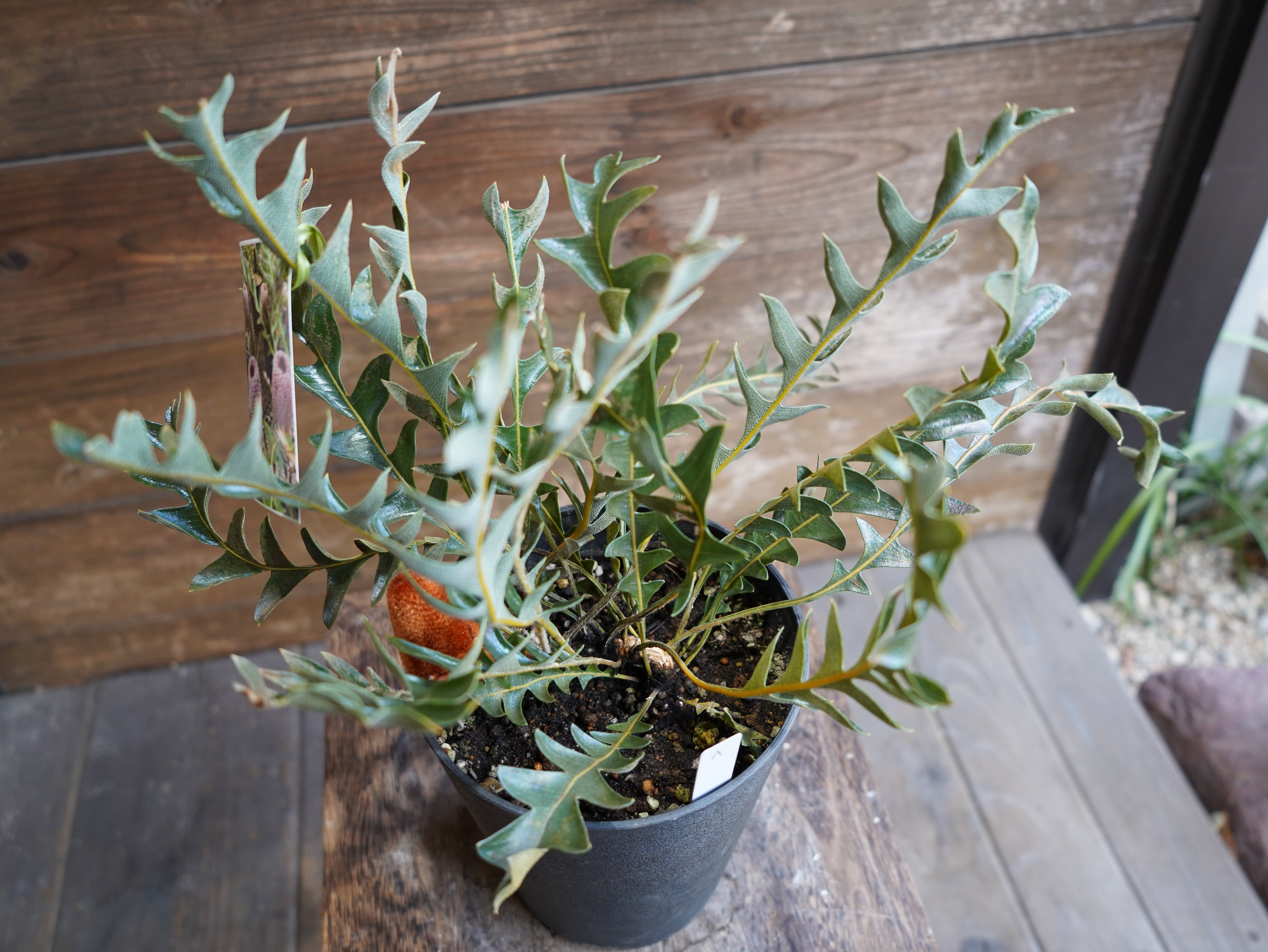 【現物】バンクシア "ブレイクニフォリア" A