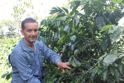 ⭐︎浅煎　ホンジュラス　フランクリンマドリッド　400g