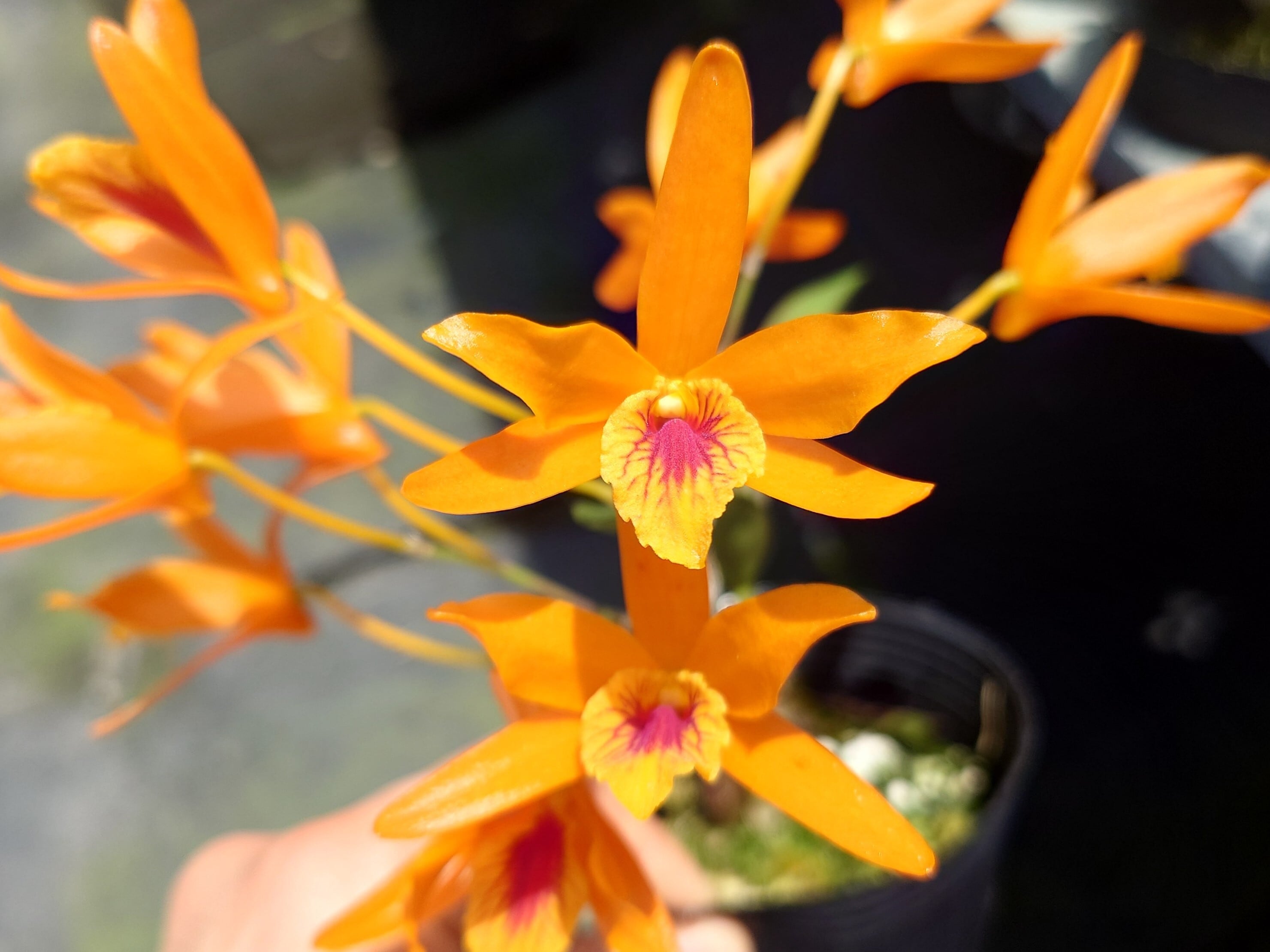 Den. Chanthaboon Sunrise 'Orange Eye' | 新垣洋らん園
