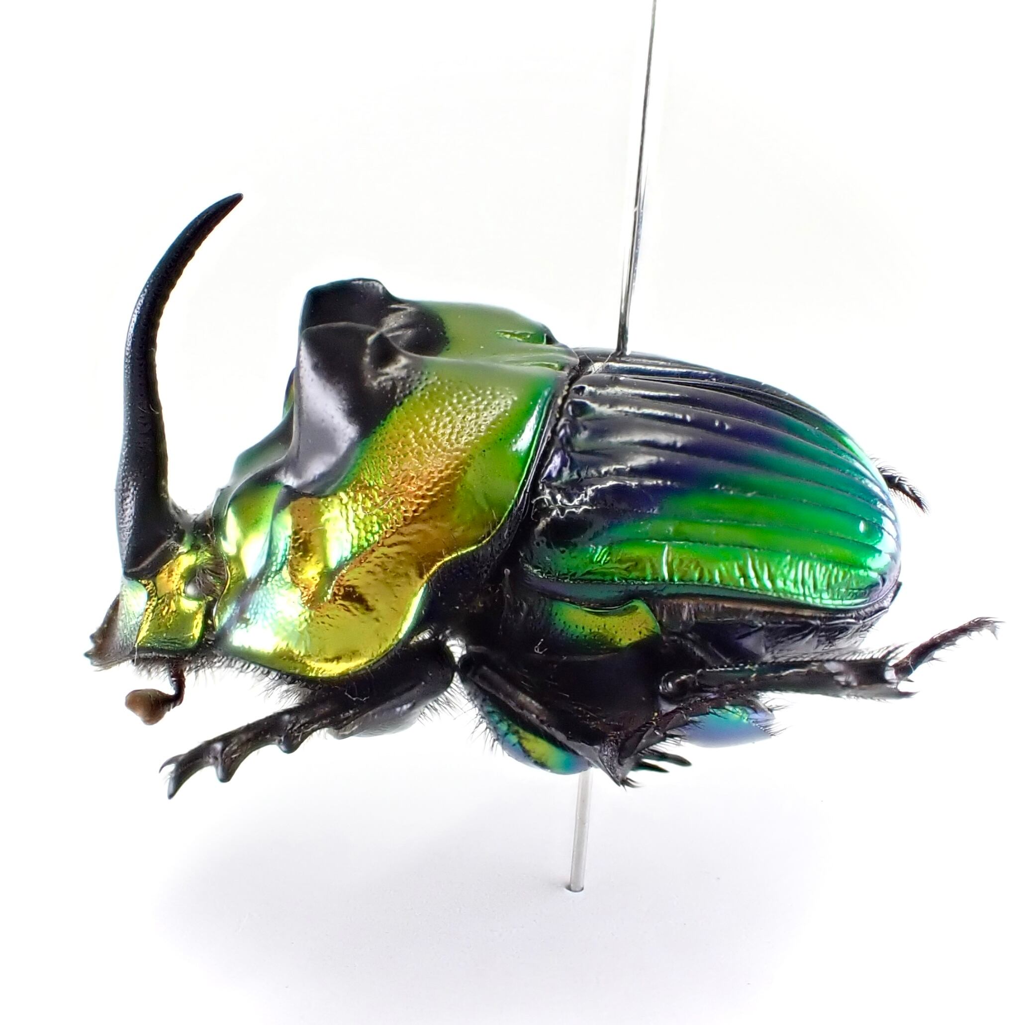 ボナリエンシスオオニジダイコクコガネ　ブルー系　大型ペア ボナリエンシスオオニジダイコク ペア