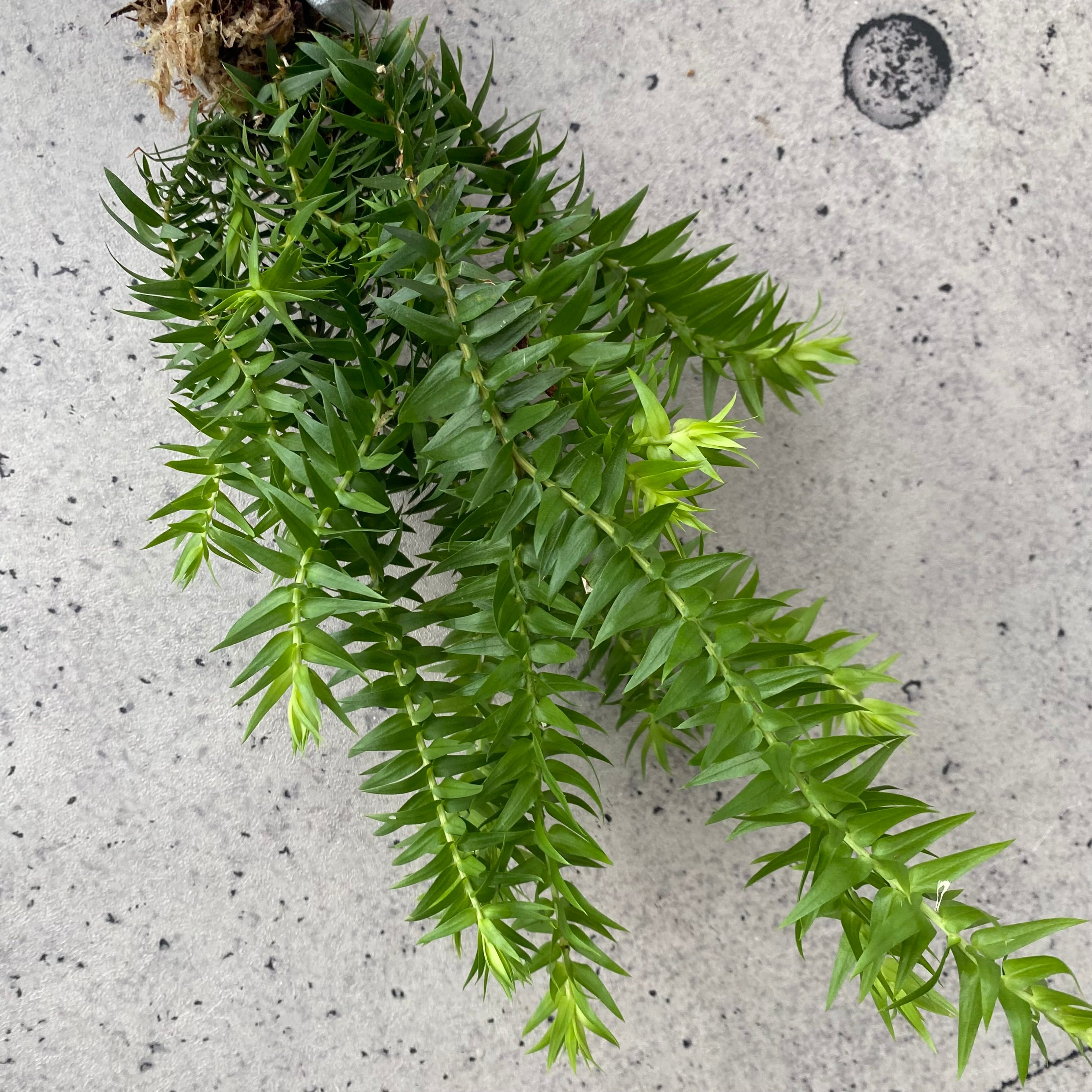 Planet Plants プラネットプランツ