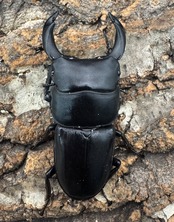 【WD】《ホペイオオクワガタ 山東省産 63mm ペア》