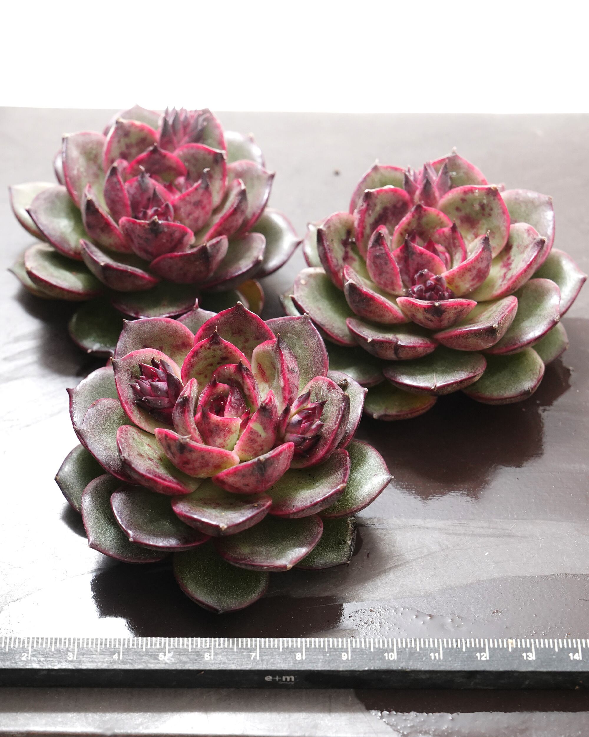 カット苗✨ピンク紅頬美人錦❤️ カット苗 コーラルジェニー 【日本初上陸？！】 Echeveria 'Coral