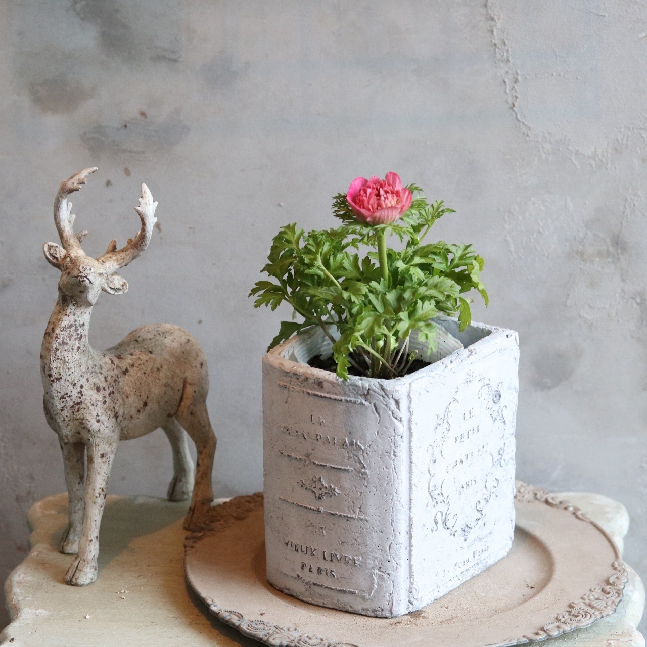 アネモネオーロラ　ピンク　春のお花　球根　可愛い　女性人気