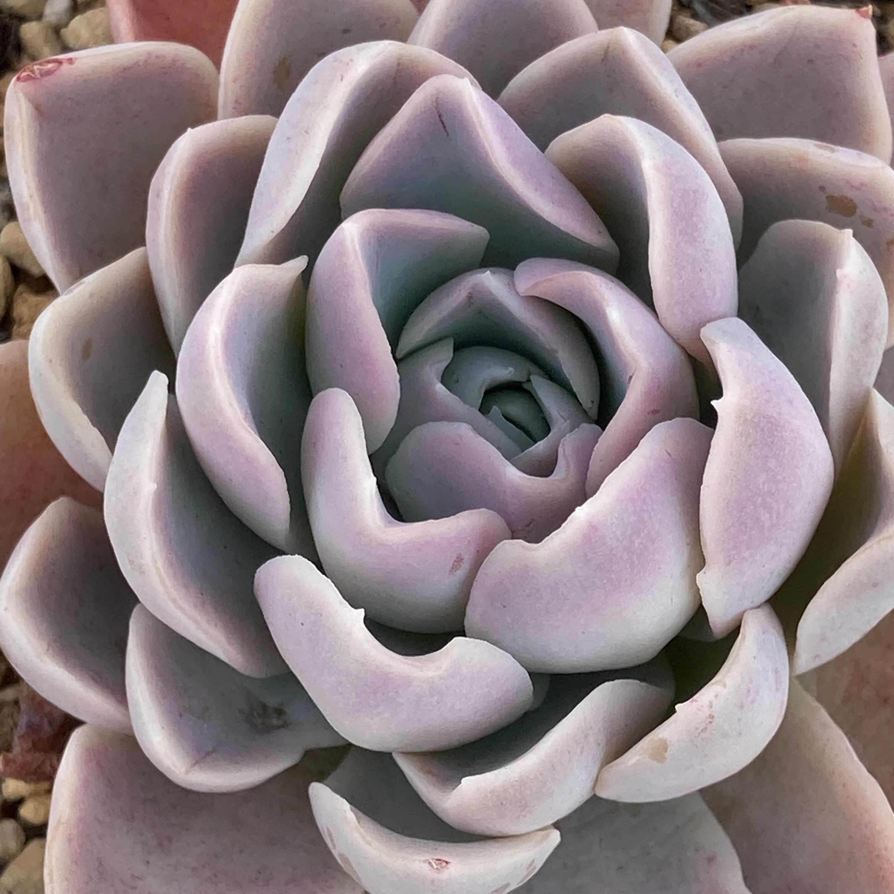 現物商品】星影 | 多肉植物研究所