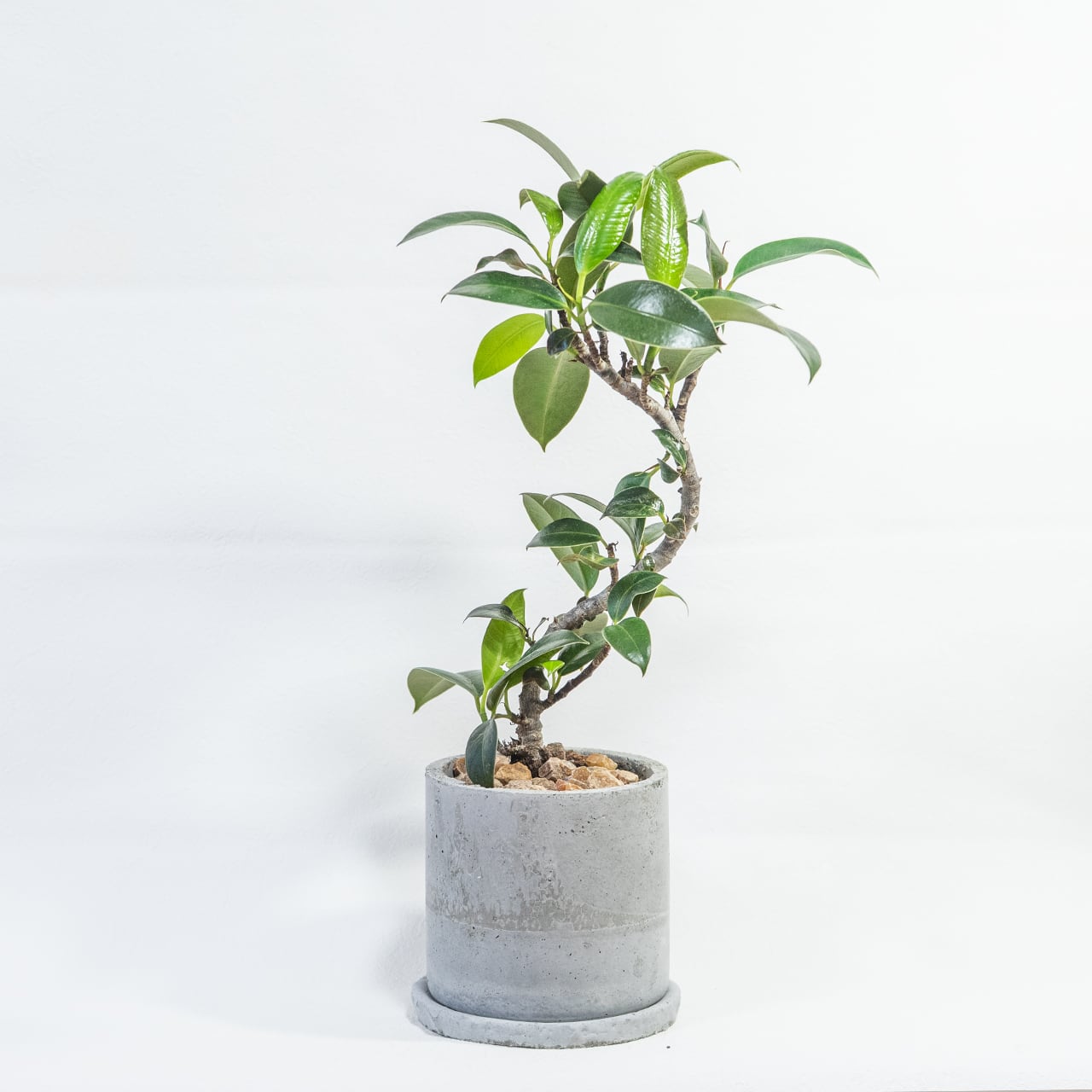 観葉植物 フランスゴムの木 曲がり仕立ての樹形美を活かしたモルタル鉢セット