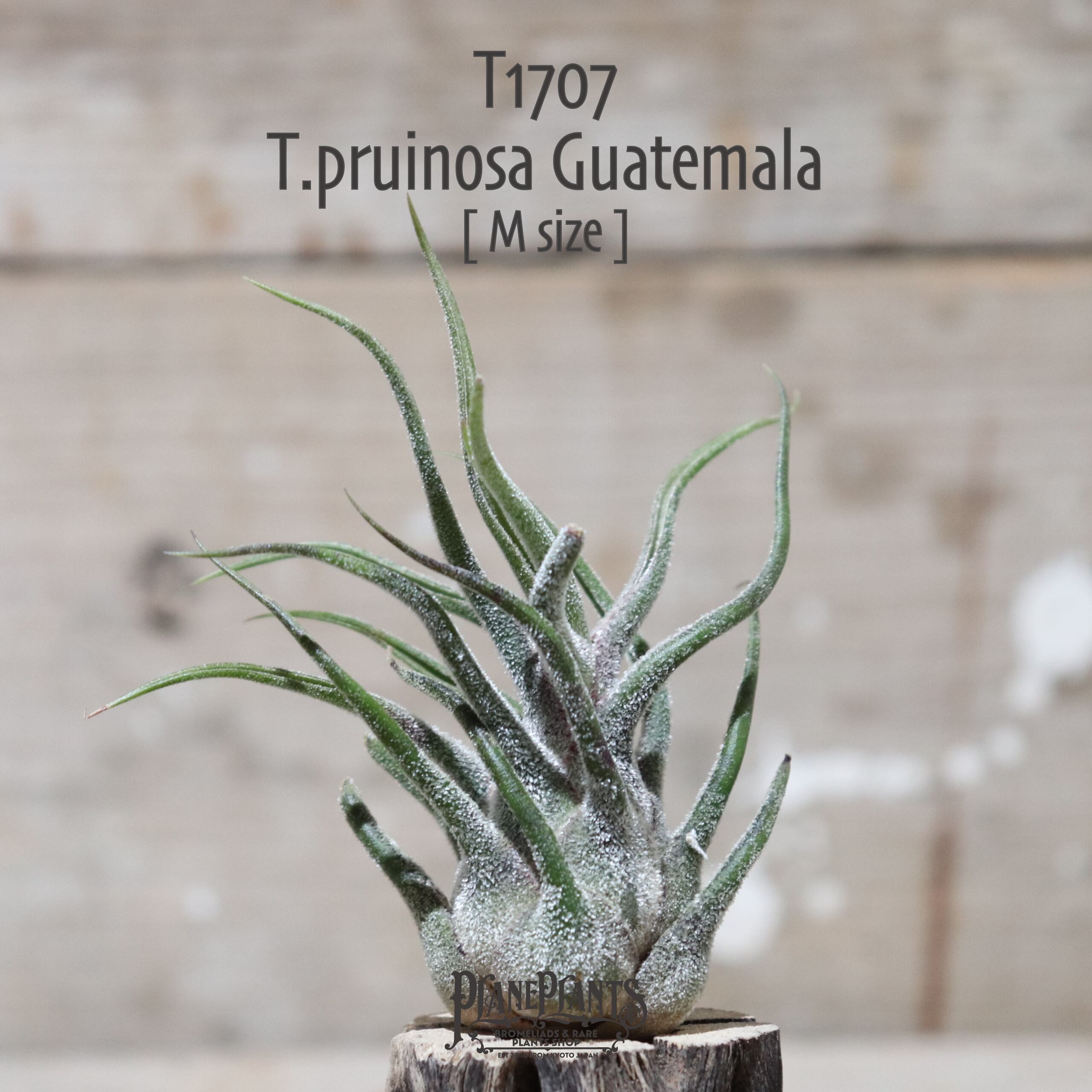 【送料無料】プルイノーサ グアテマラ〔エアプランツ〕現品発送T1707
