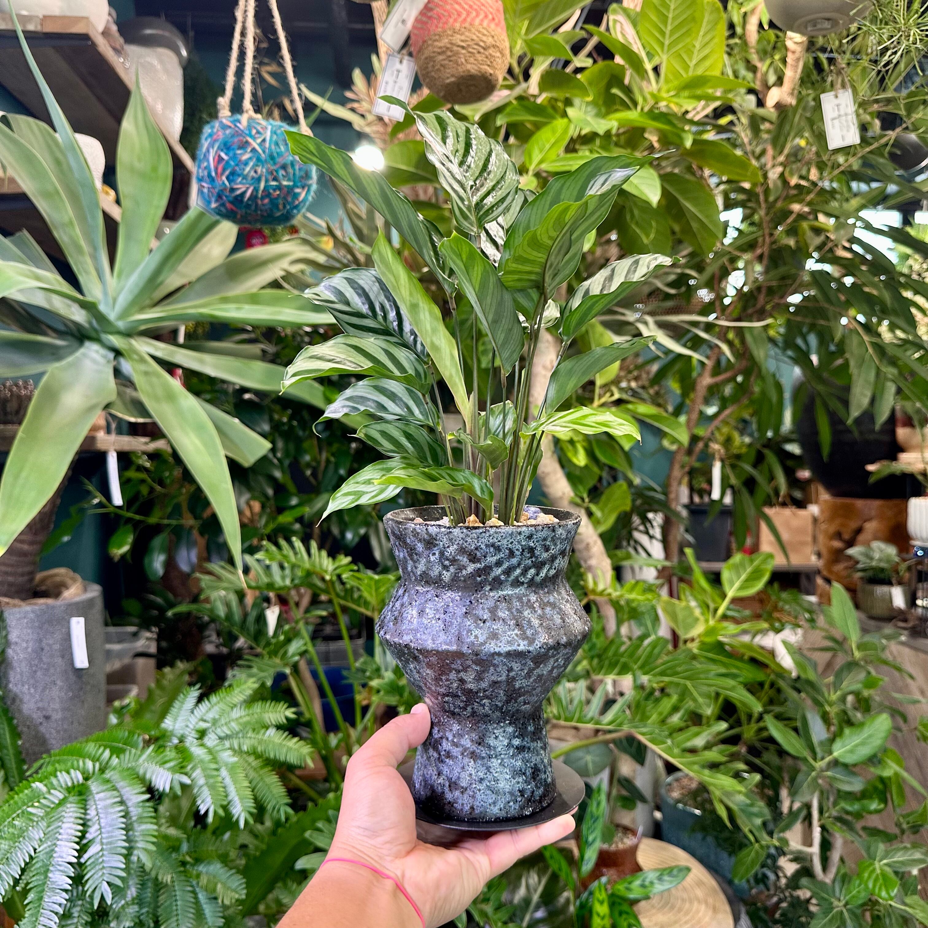 カラテア フレディ　観葉植物 カラテア ・ フレディ 糸島市 / cocoha [AWB017] 観葉植物 グリーン