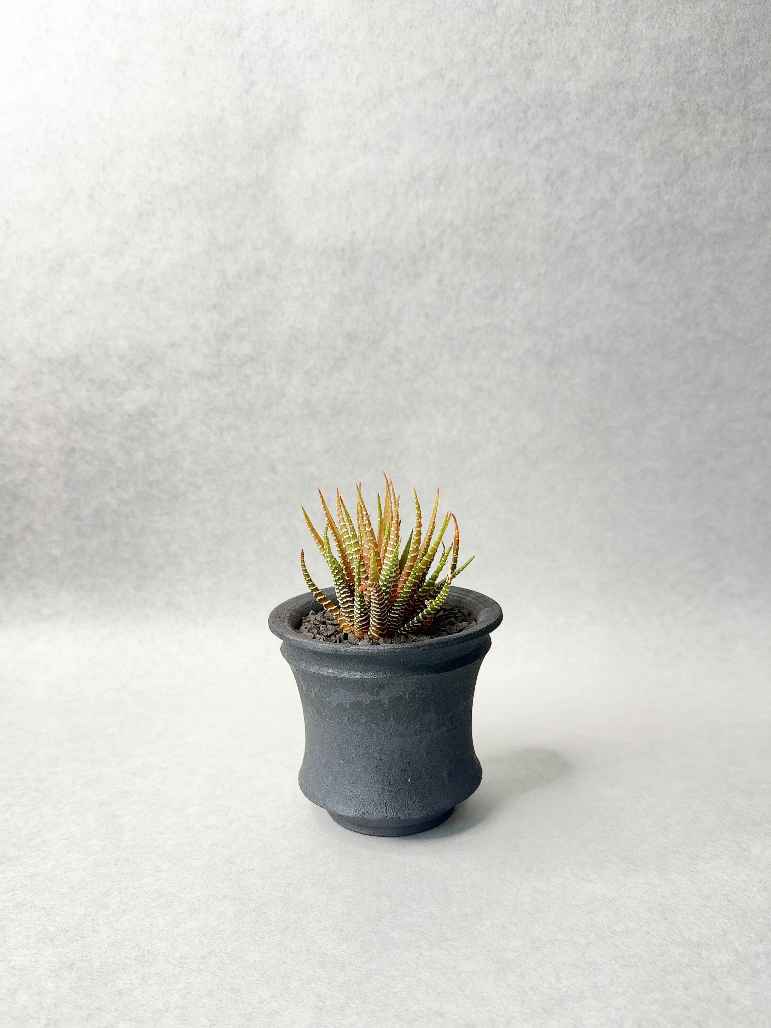 ハオルチア・白蝶 | trigger