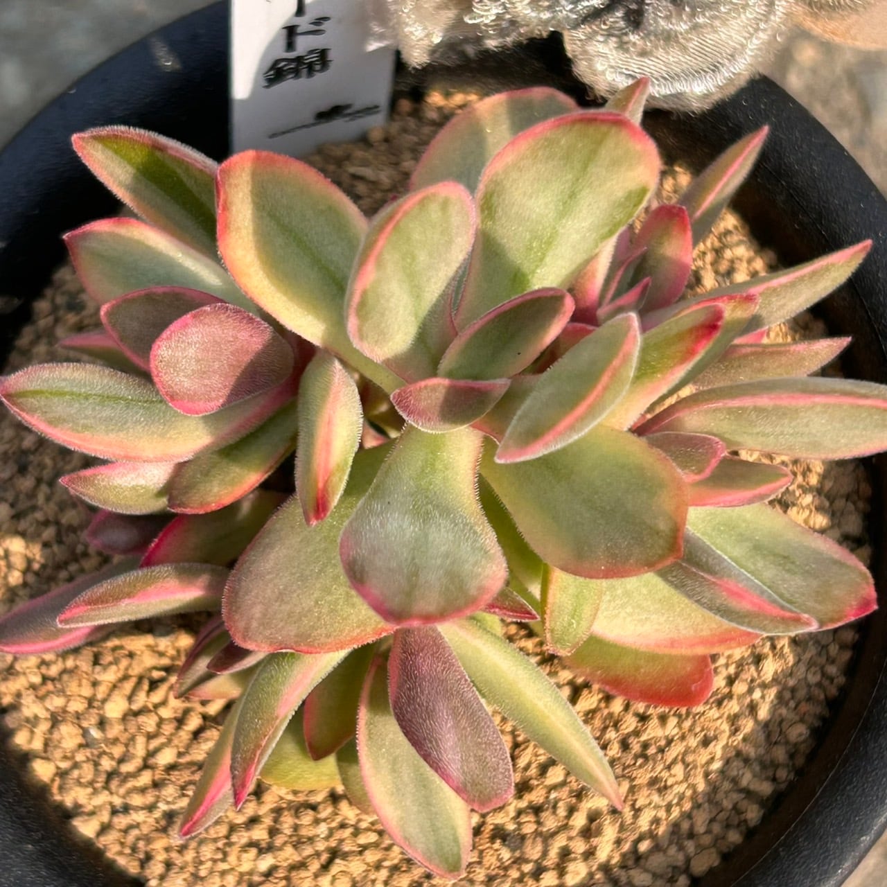 T)エドワード錦 クラッスラ | RuPo 多肉植物専門店