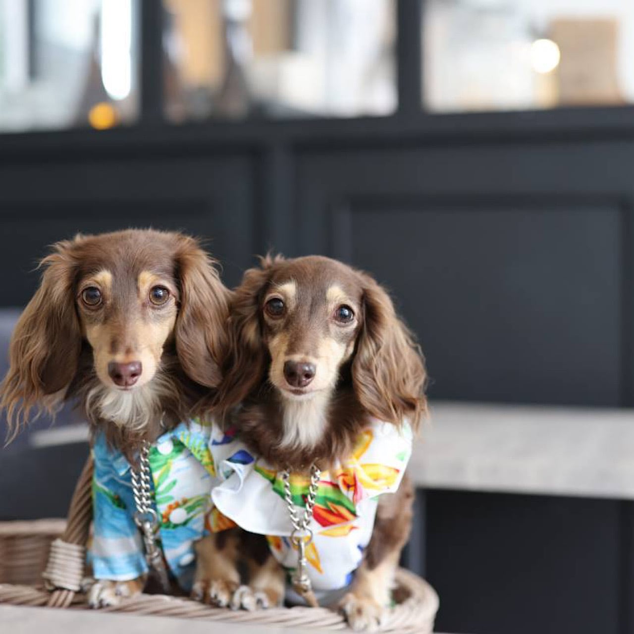 ムームー | カニンヘンダックスとミニチュアダックス専門のお洋服web