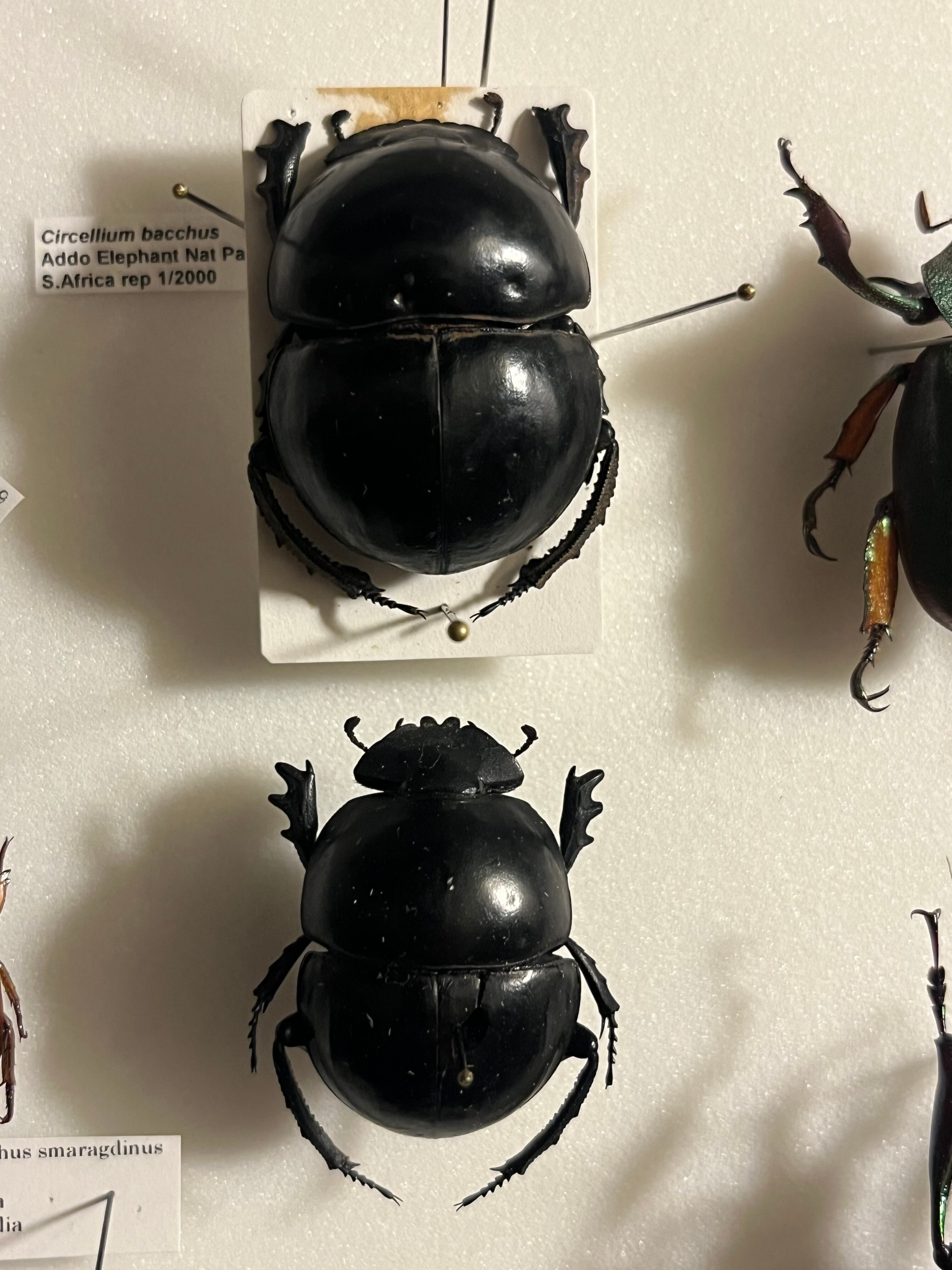 未展足38mm】ピンポンタマオシコガネ 飛べないフンコロガシ オオニジ