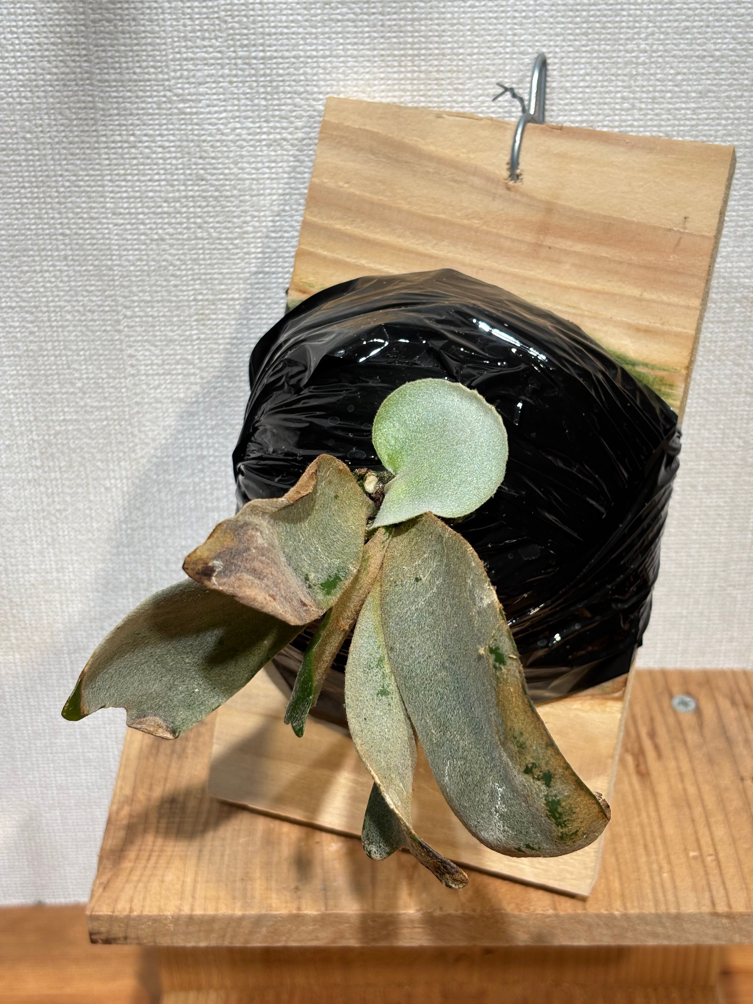 P. willinckii 