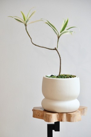 【S】ドラセナ ソングオブインディア/Dracaena song of india　※陶器鉢カバー付き