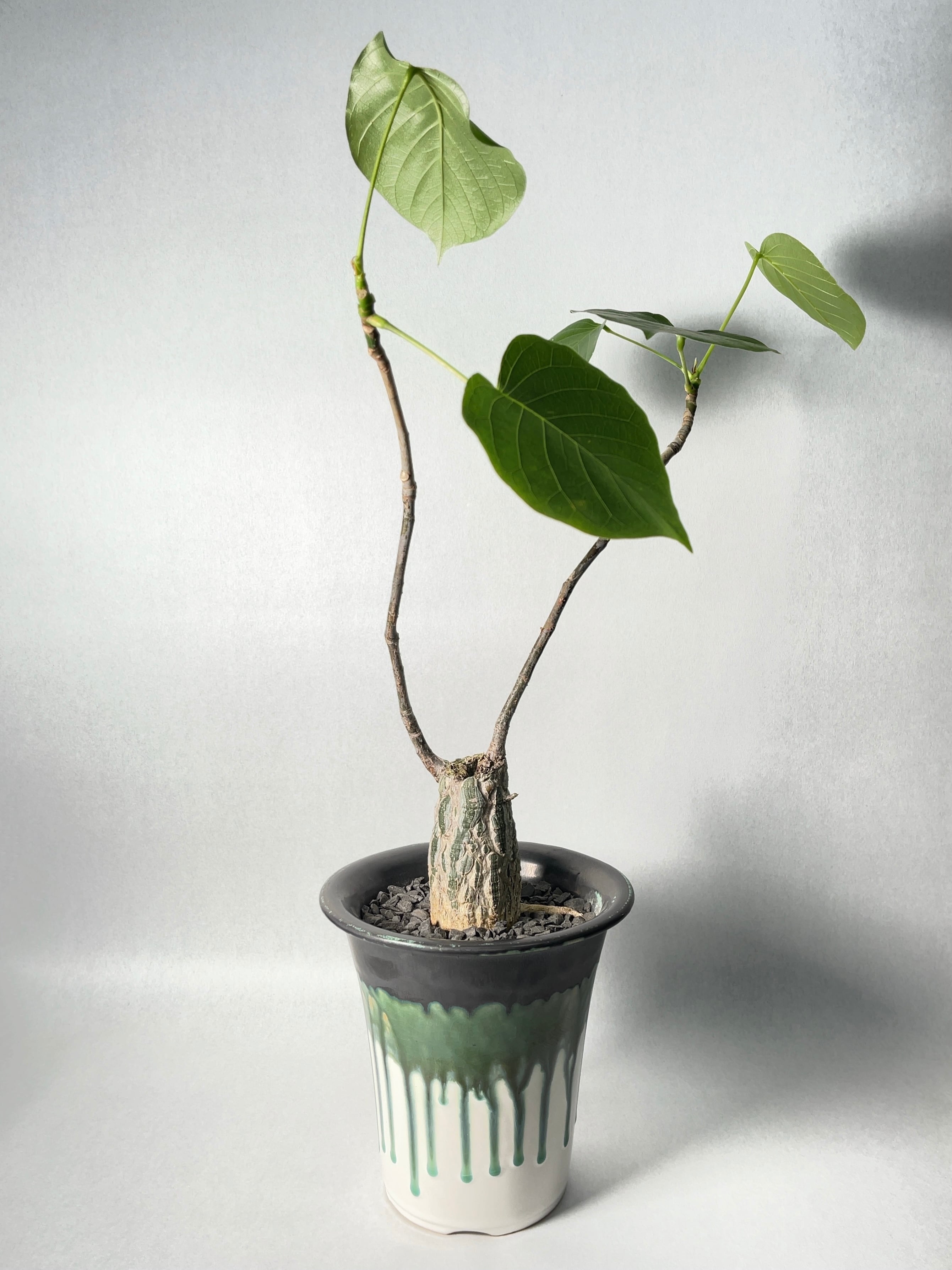 プセウドボンバックス・エリプティクム | trigger