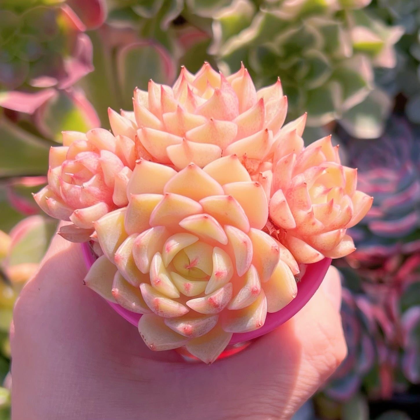 Top【選抜株】多肉植物　22508ベンバディス 6個　鉢無し/脱土 ベンバディス 大苗 多頭群生 抜き苗 多肉植物 - メルカリ