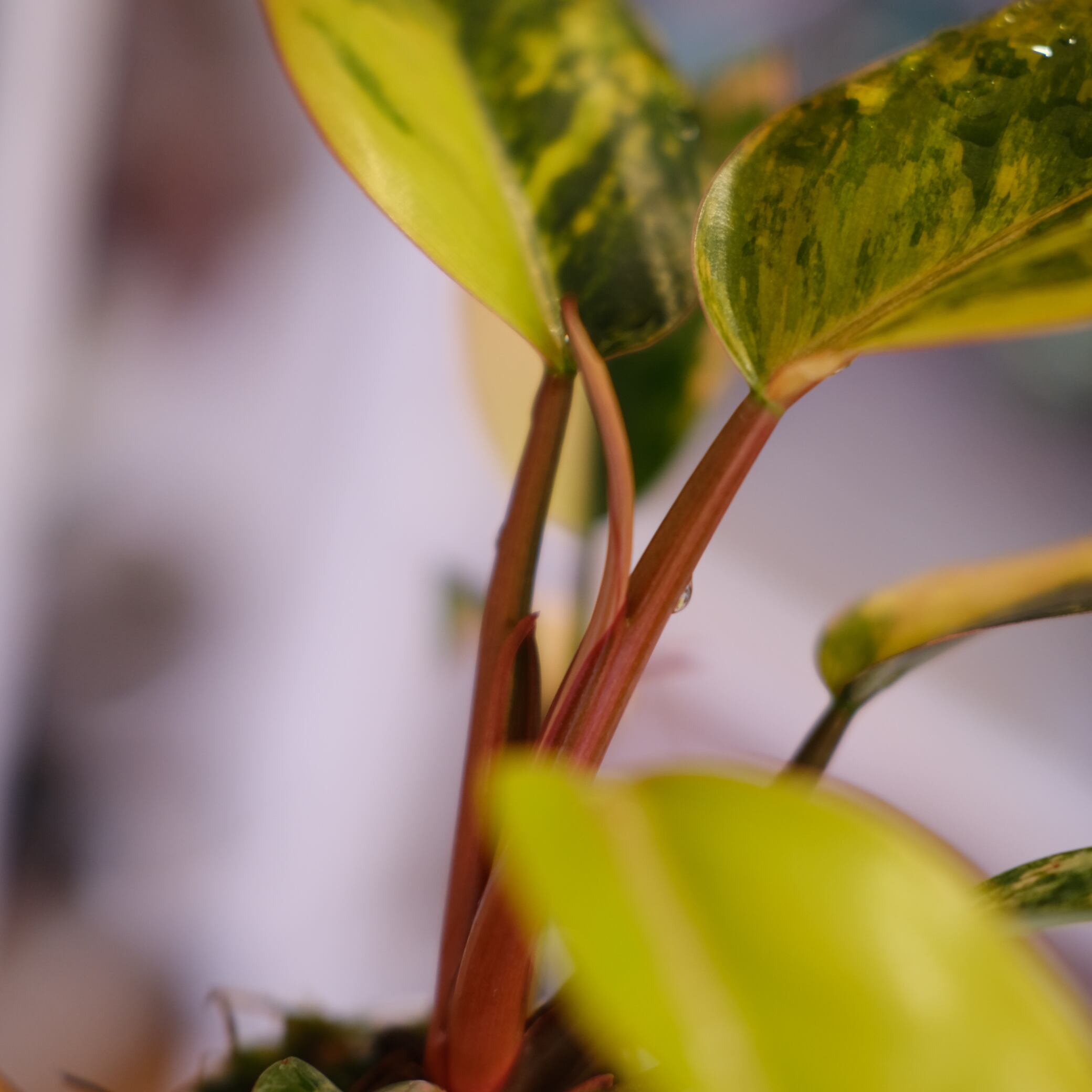 フィロデンドロン・レッドコンゴ｜Philodendron Red Congo b3219ade72aa2e66ed8d5804eb2e21