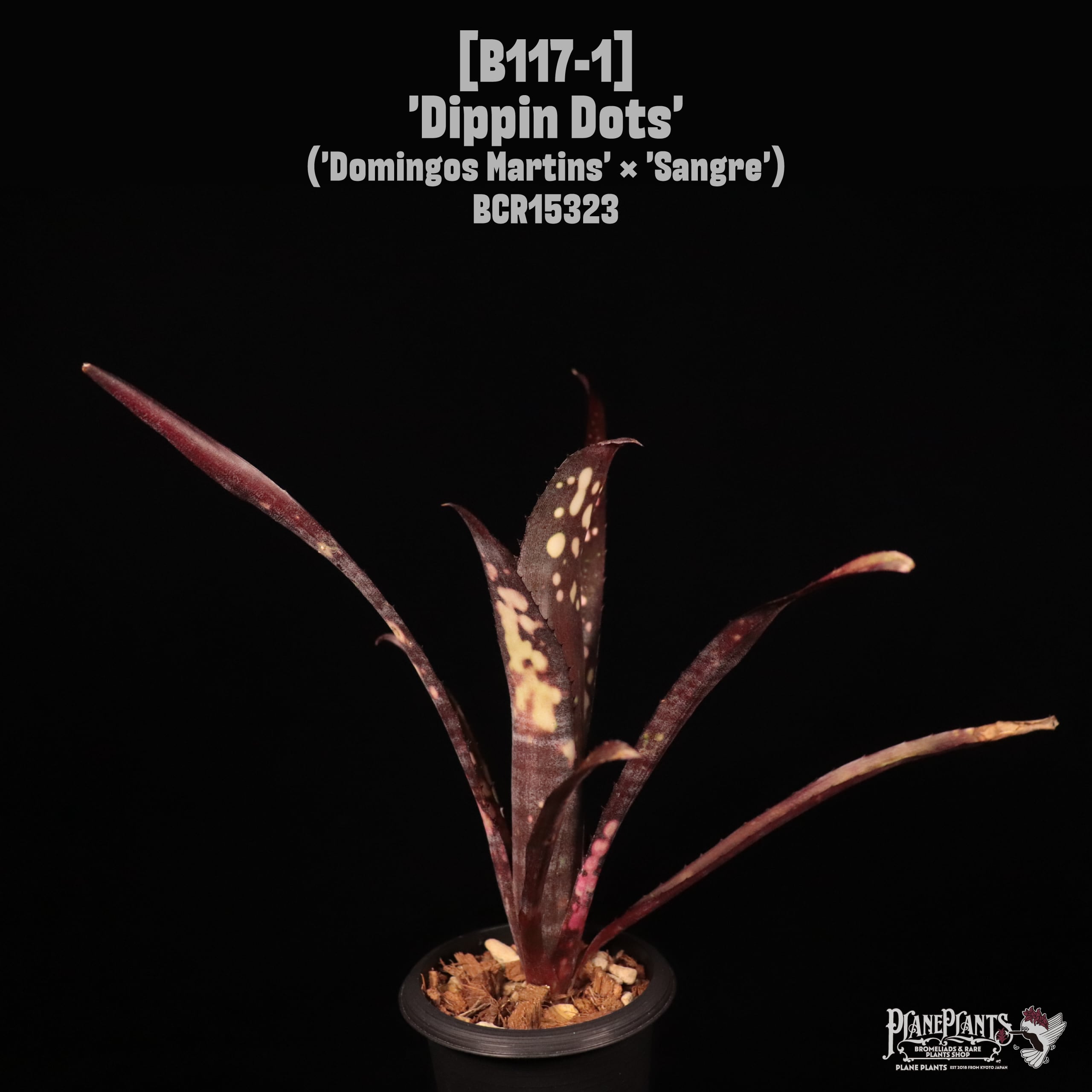 Billbergia 'Dippin Dots'〔ビルベルギア〕B117-1