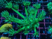 Goniopora Green 13