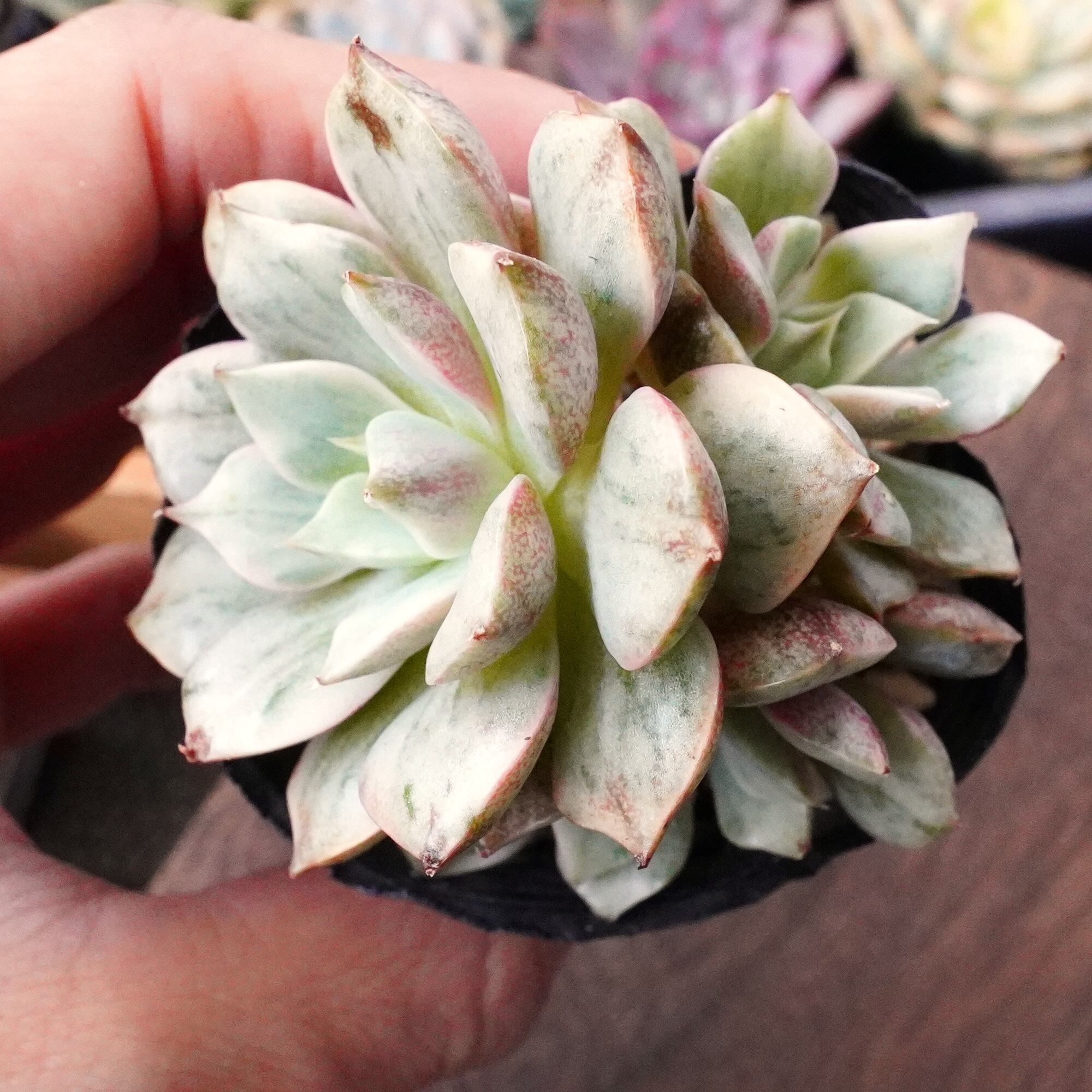 多肉植物 韓国苗 Totty様 ✨4月販売会苗のご紹介✨ . .Lovesong 群生. . 可愛い