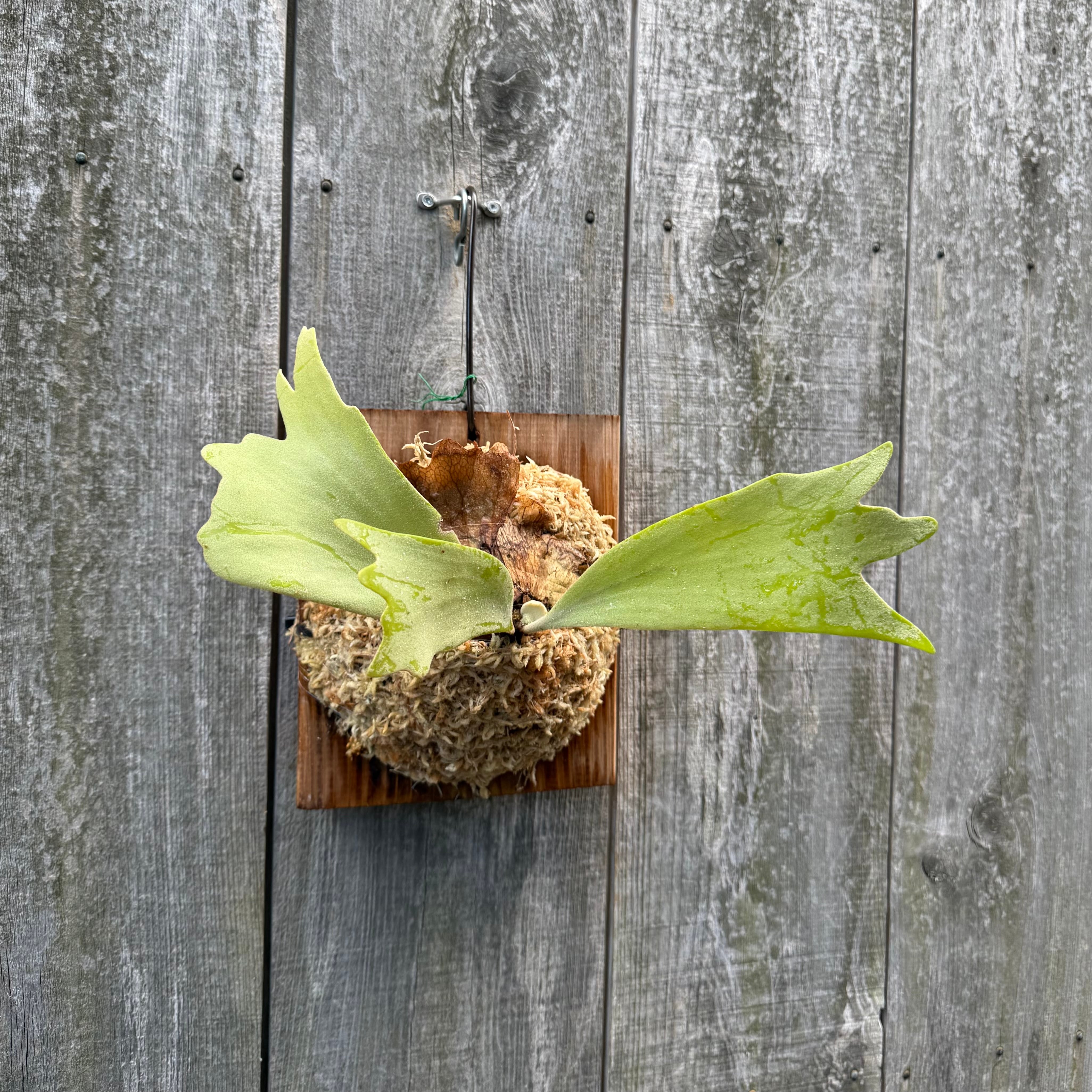 ビカクシダ P.willinckii cv. Kabkaew P. willinckii cv. Kabkaew ビカクシダ 【公式通販】