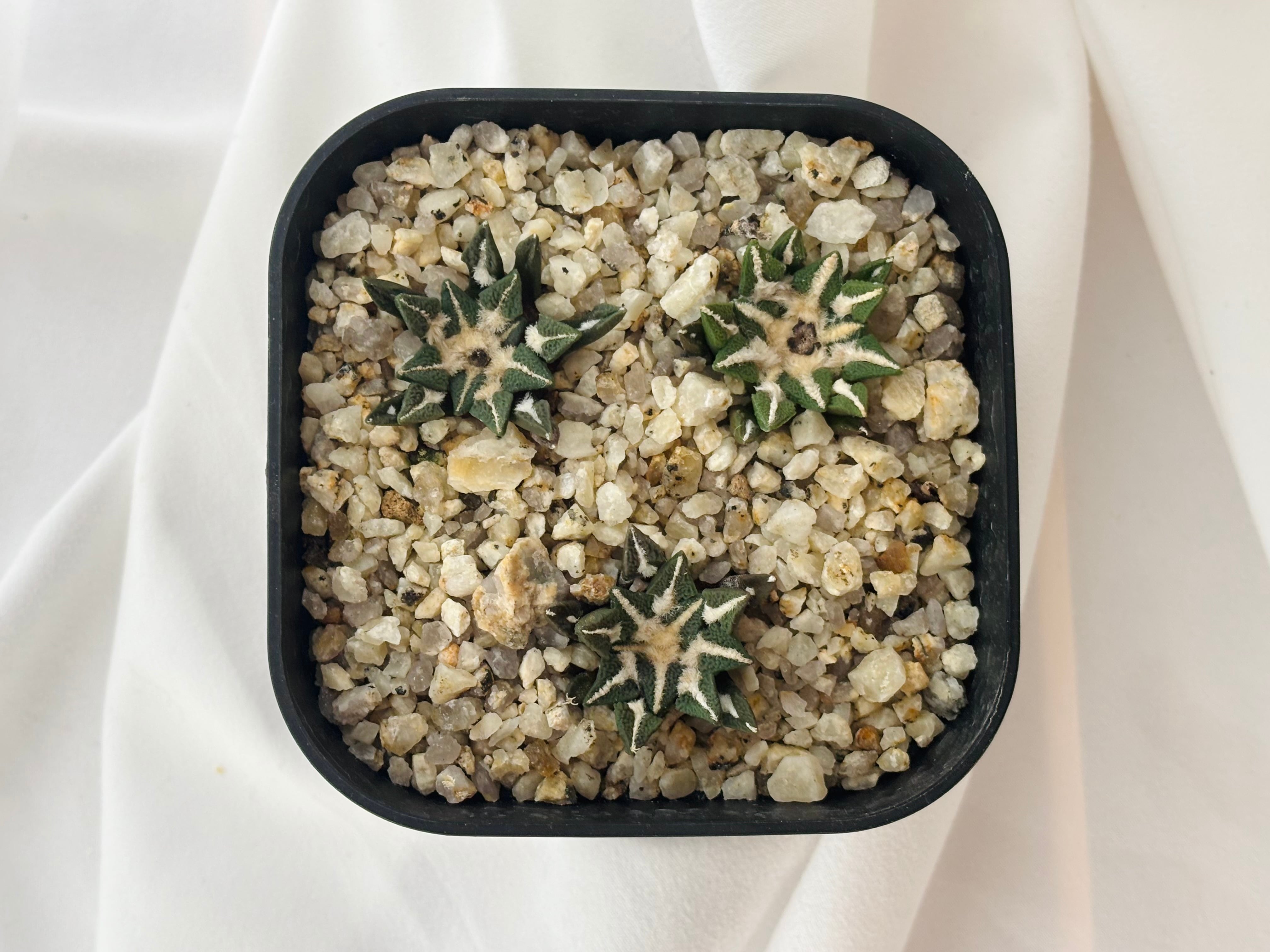 Ariocarpus kotschoubeyanus アリオカルプス 大疣黒牡丹 サボテン