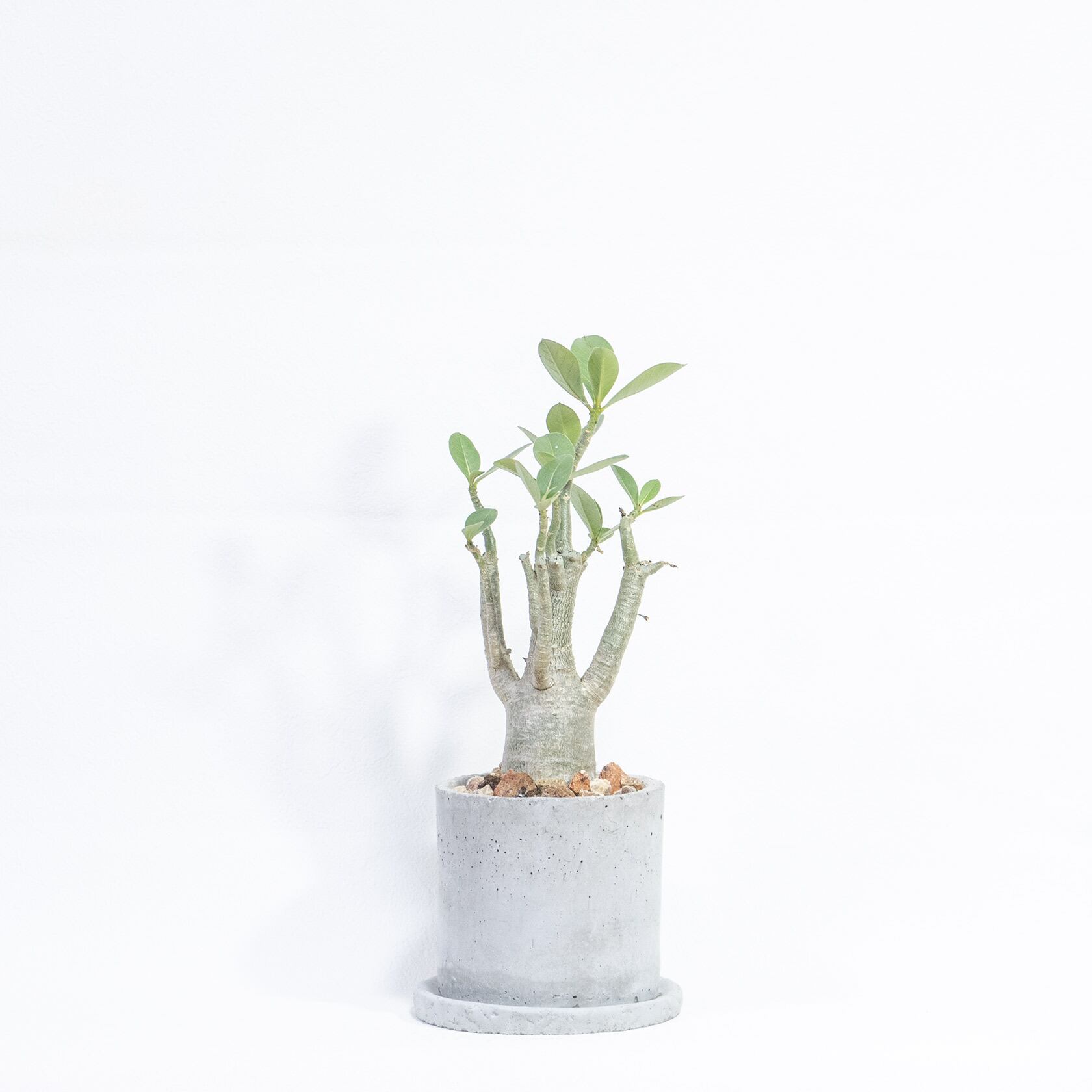 ＼送料無料／≪ 多肉植物 ≫室内管理もオッケーなアデニウムの鉢植え｜シンプルでお部屋を選ばない手作りモルタル鉢