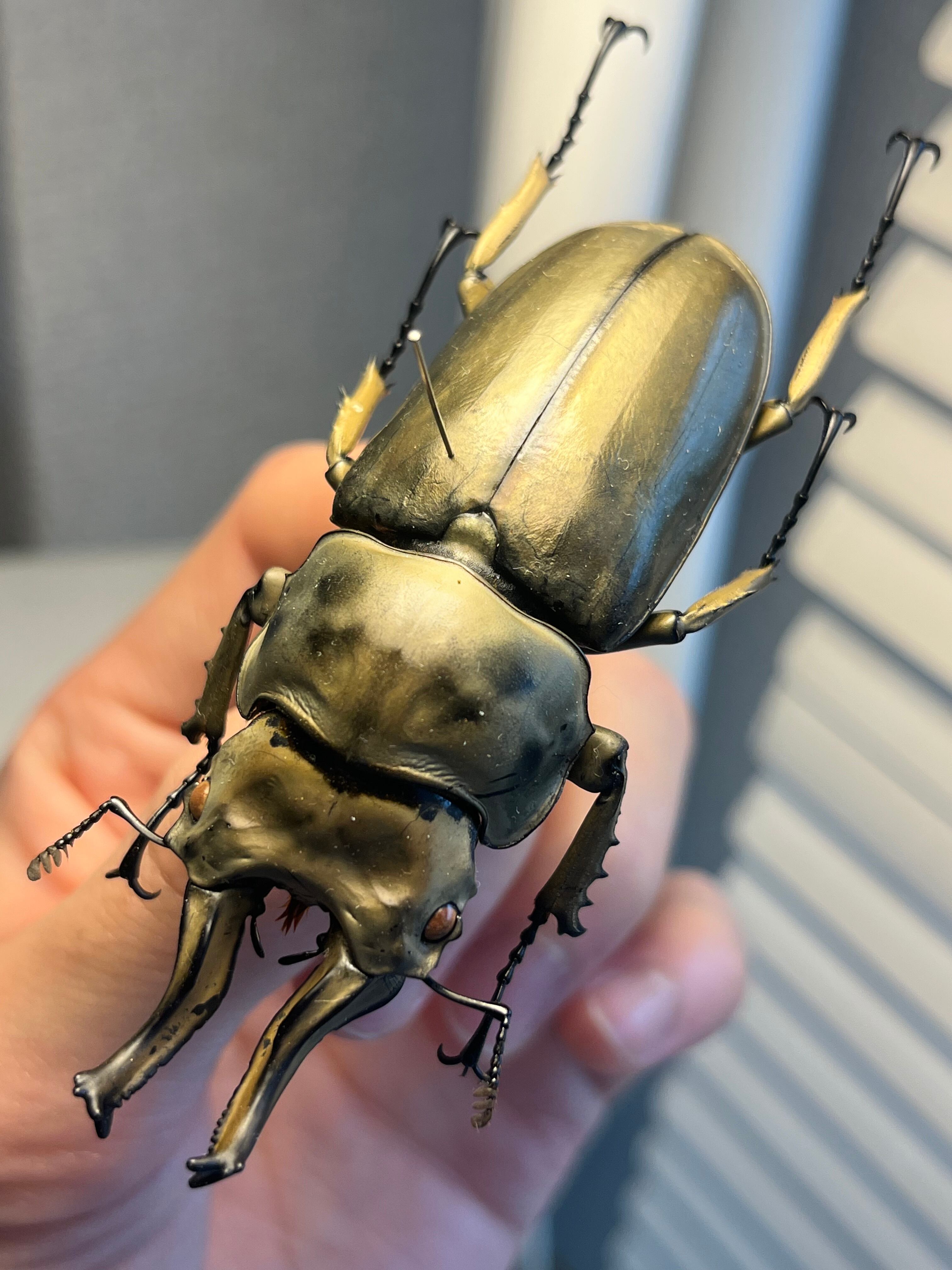 WC76mm】ローゼンベルグオウゴンオニクワガタ Allotopus タランドゥス