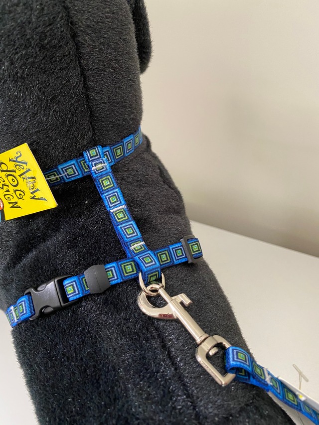 Blue Blocks  ローマンハーネス＋リードセット XSサイズ - Yellow Dog Design