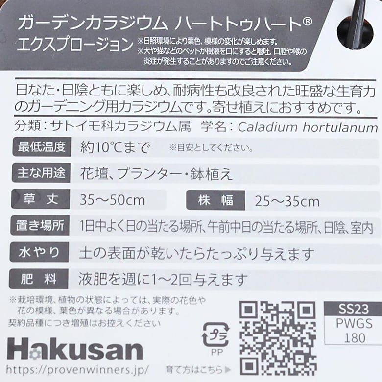 観葉植物 PW ガーデンカラジウム ハートトゥハート スノードリフト