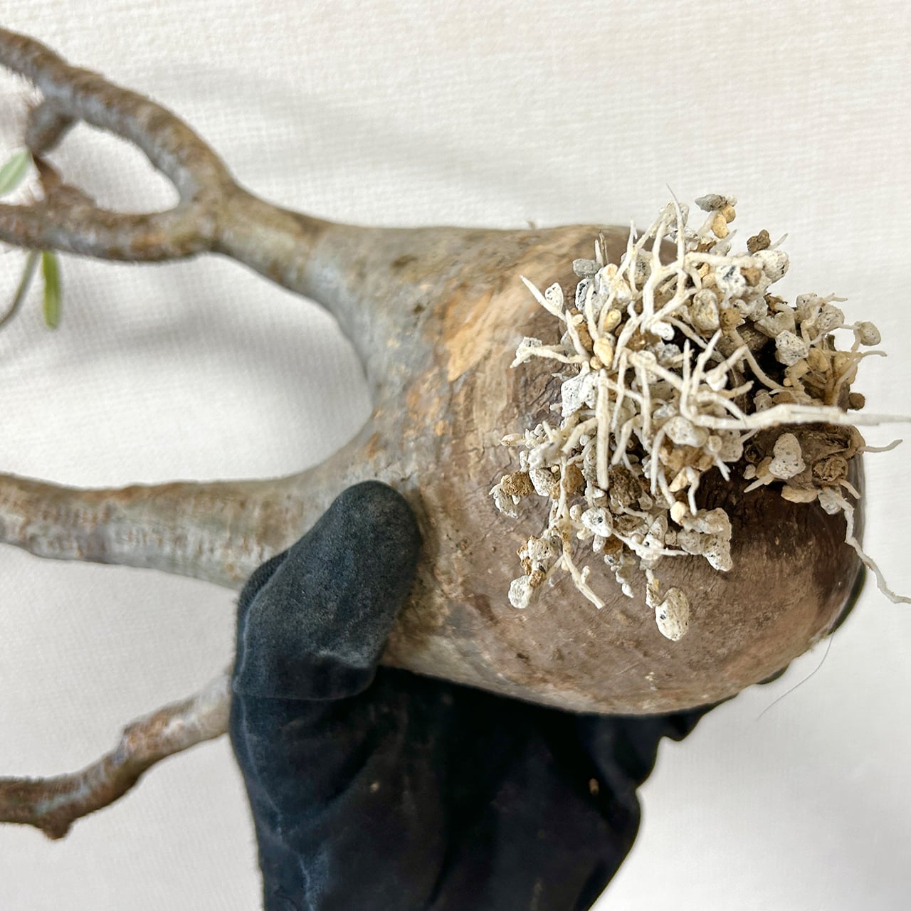 パキポディウム・グラキリス｜胴回り33cmの中型〜大型の現地球／動きと存在感ある枝ぶりが魅力【発根済×手作りモルタル鉢】