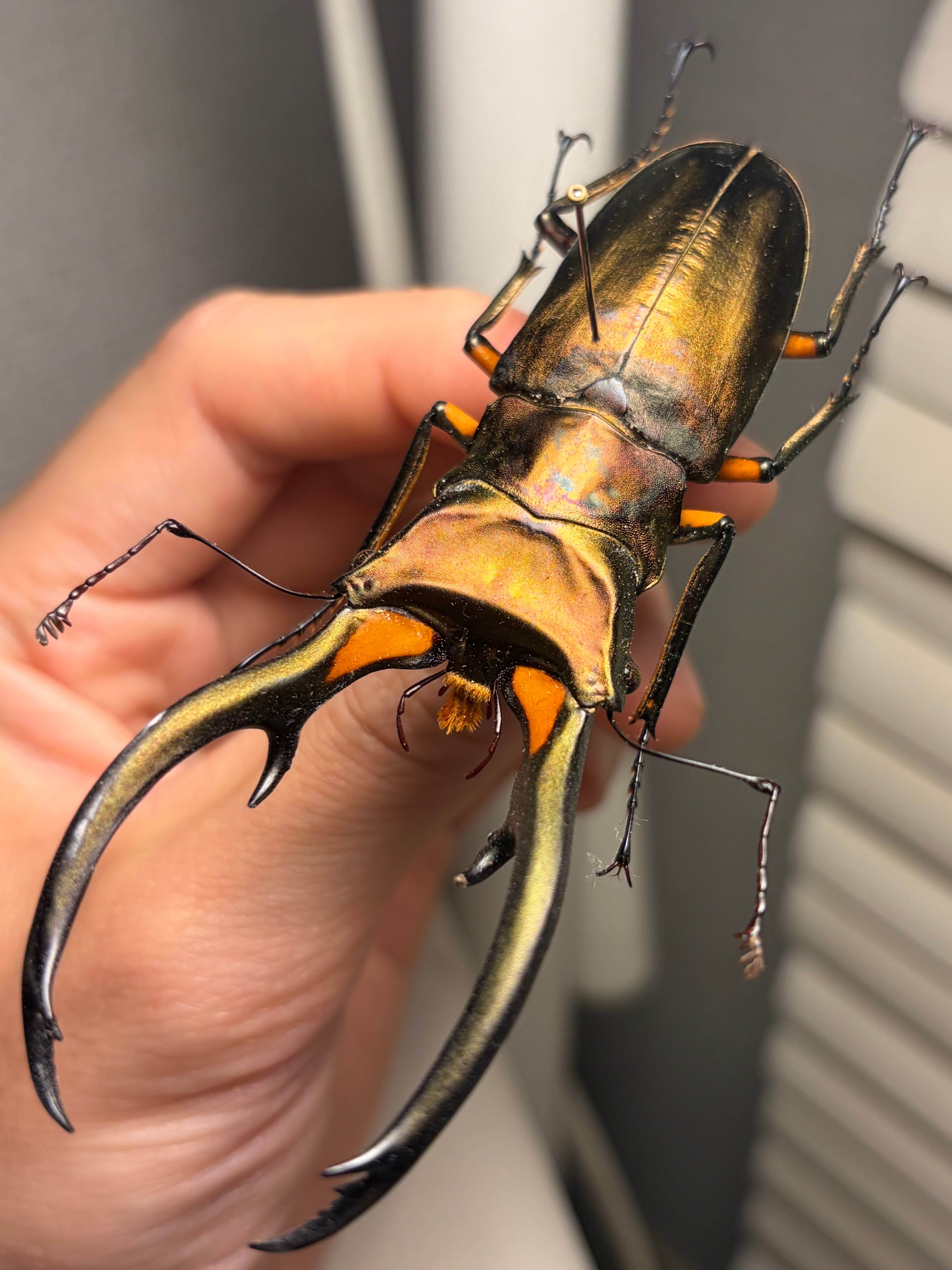 赤銅92mm】エラフスホソアカクワガタ Cyclommatus elaphus 紅鹿細身赤