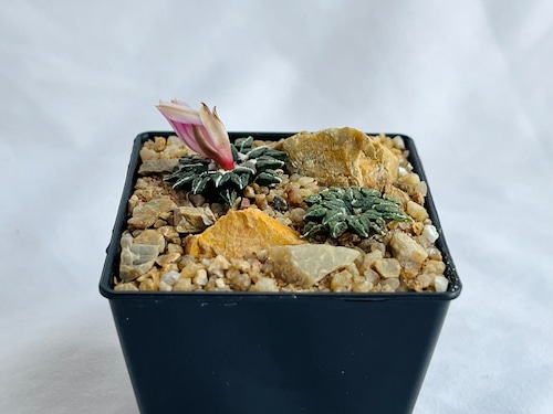 Ariocarpus kotschoubeyanus var.macdowell　アリオカルプス　姫牡丹　サボテン