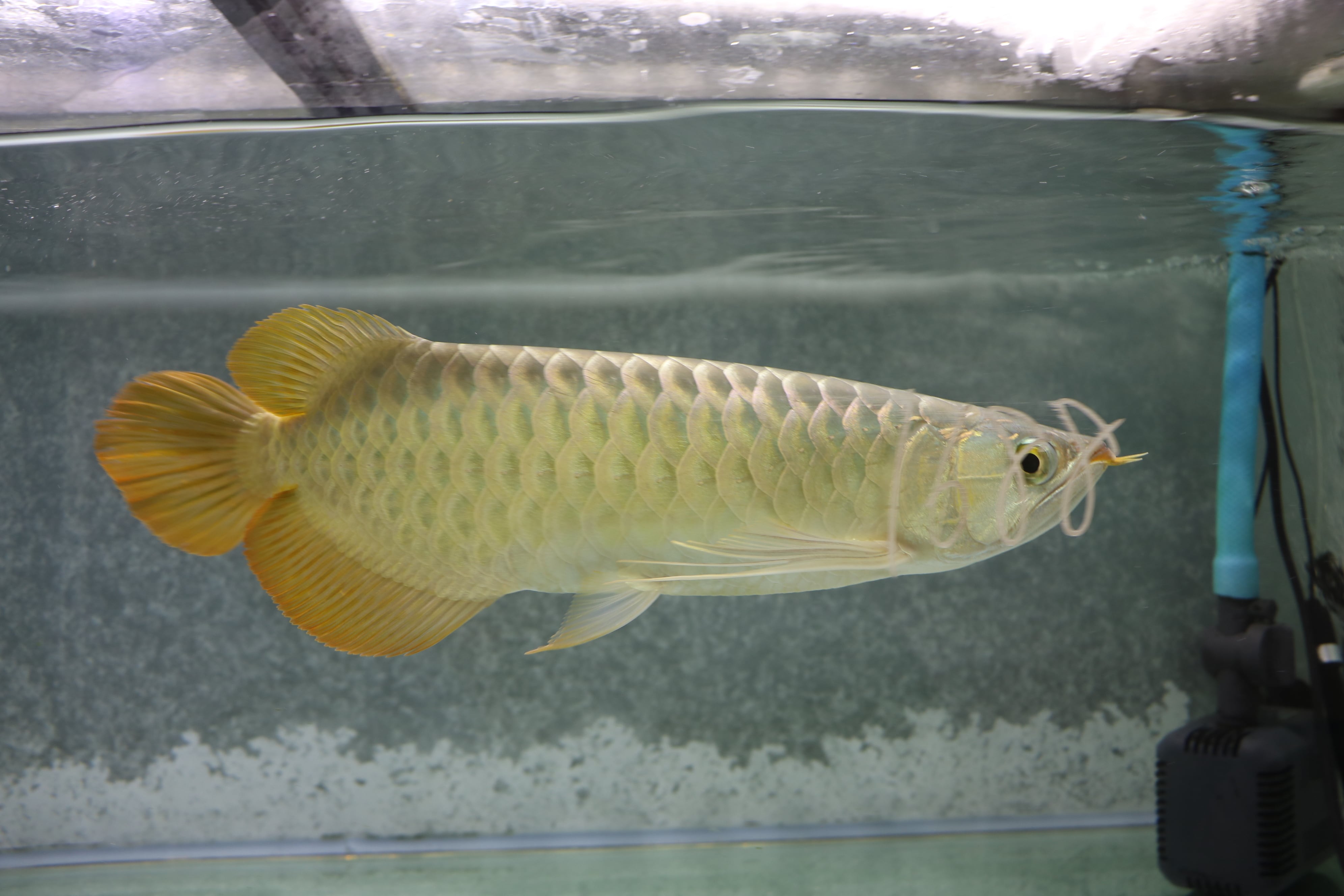 アロワナ(紅龍) | アロワナ等の大型魚・熱帯魚のオンライン販売店