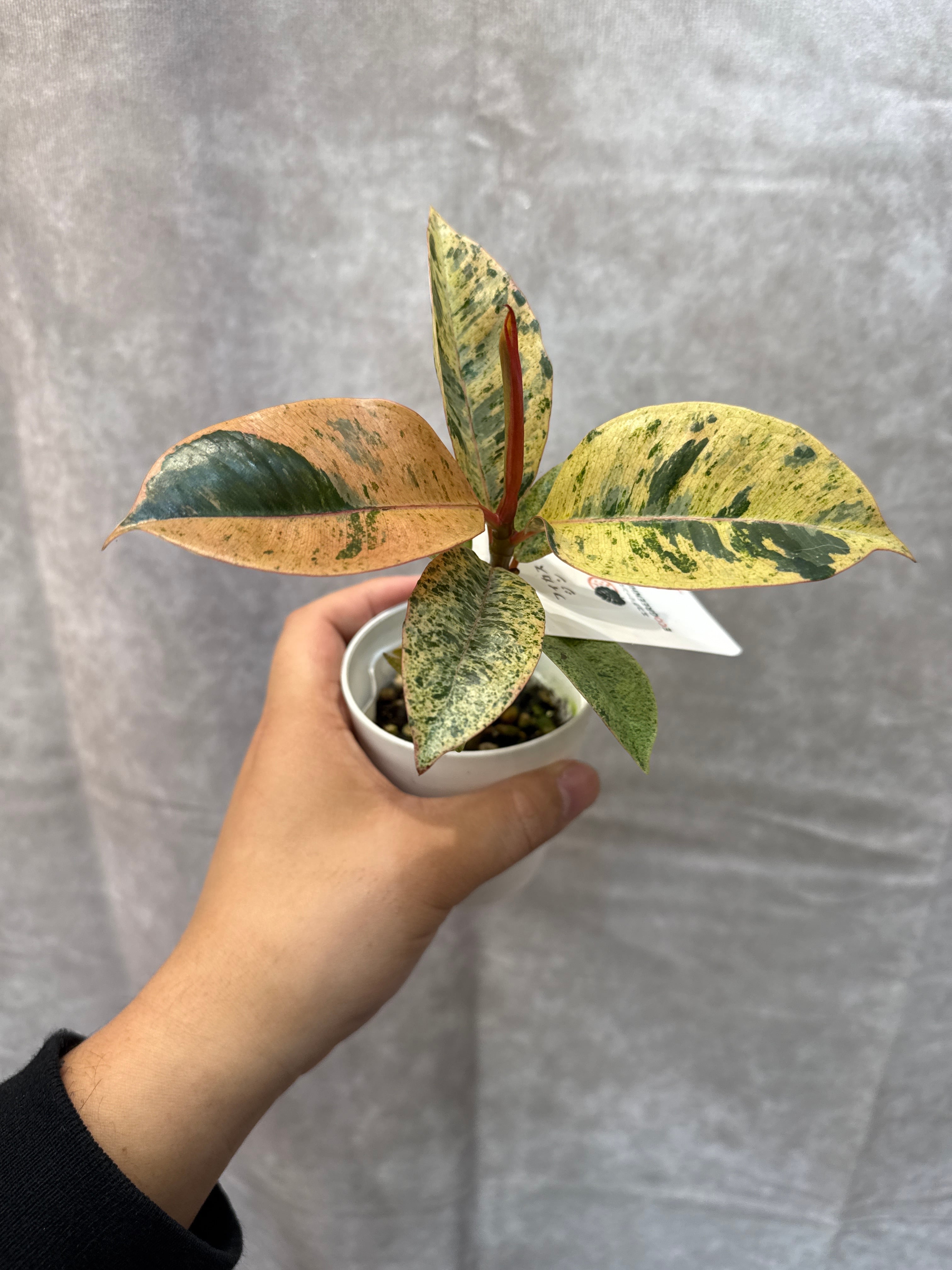 フィカス ジン (ミニマムサイズ) | Gardenえん 【観葉熱帯植物】