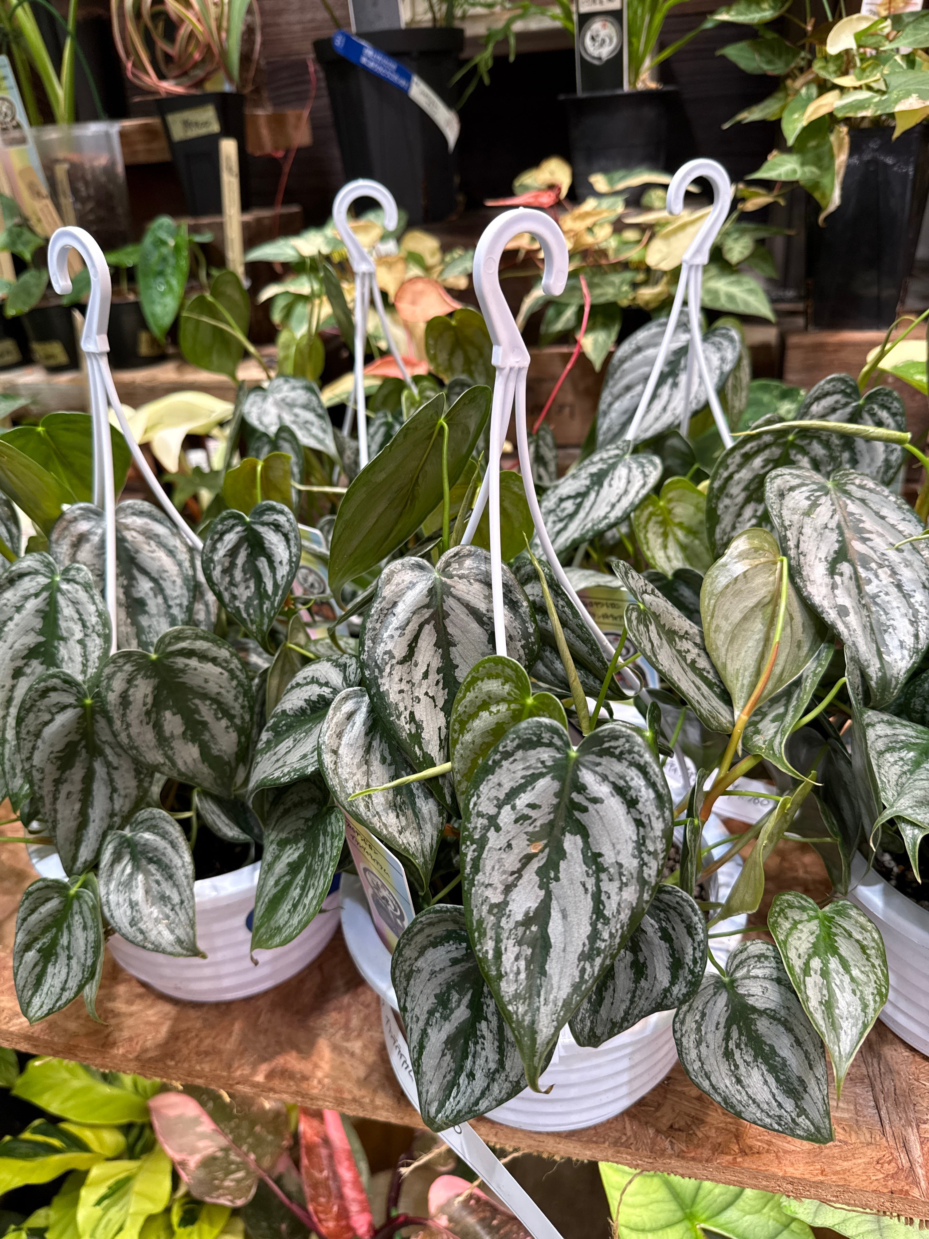 フィロデンドロン ブランディティアナム | Gardenえん 【観葉熱帯植物】