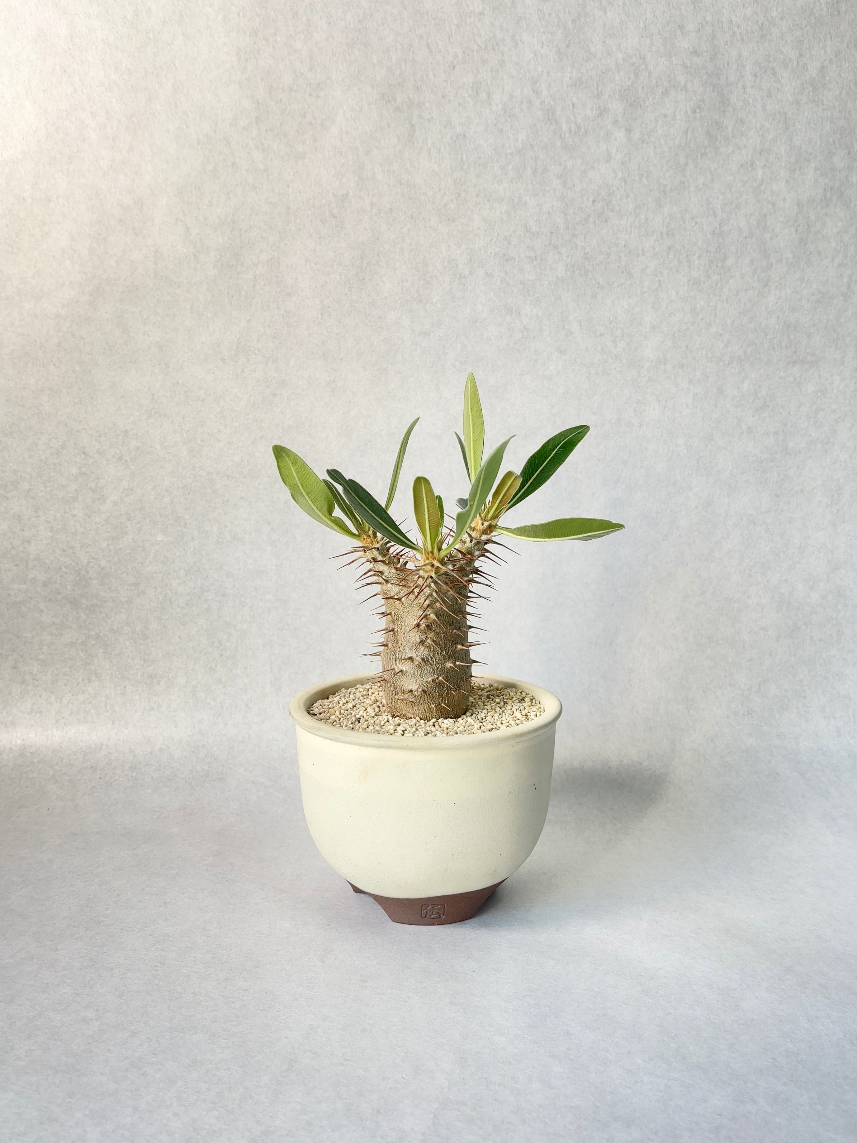 パキポディウム・カクチペス | trigger