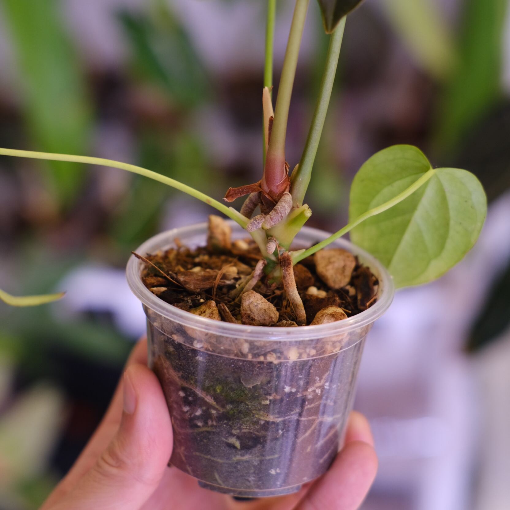 Anthurium Queen of Heart│アンスリウム クイーン オブ ハート②