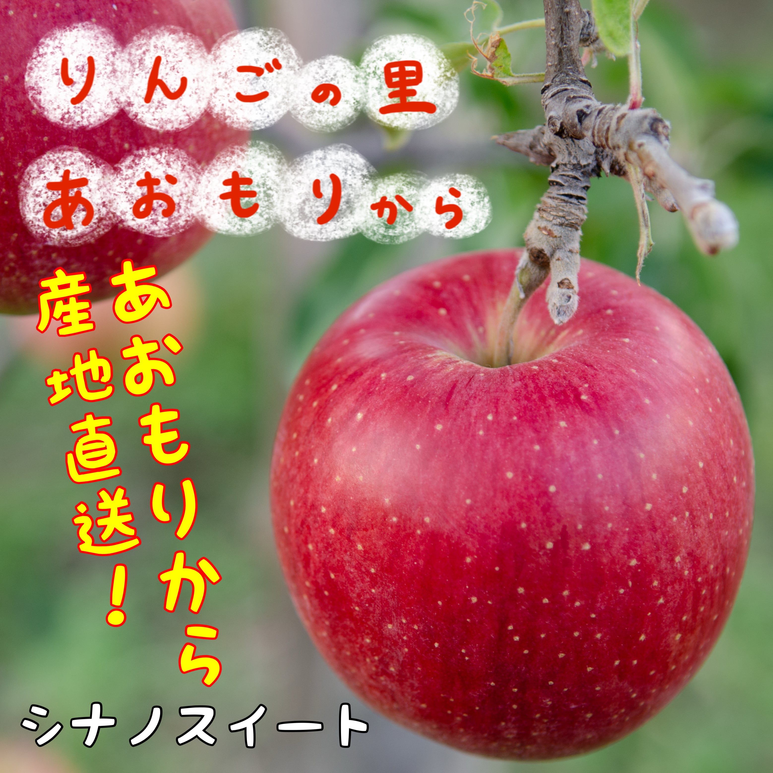 青森県産【シナノスイート】 贈答用 10kg | りんごの里 青森から-三上