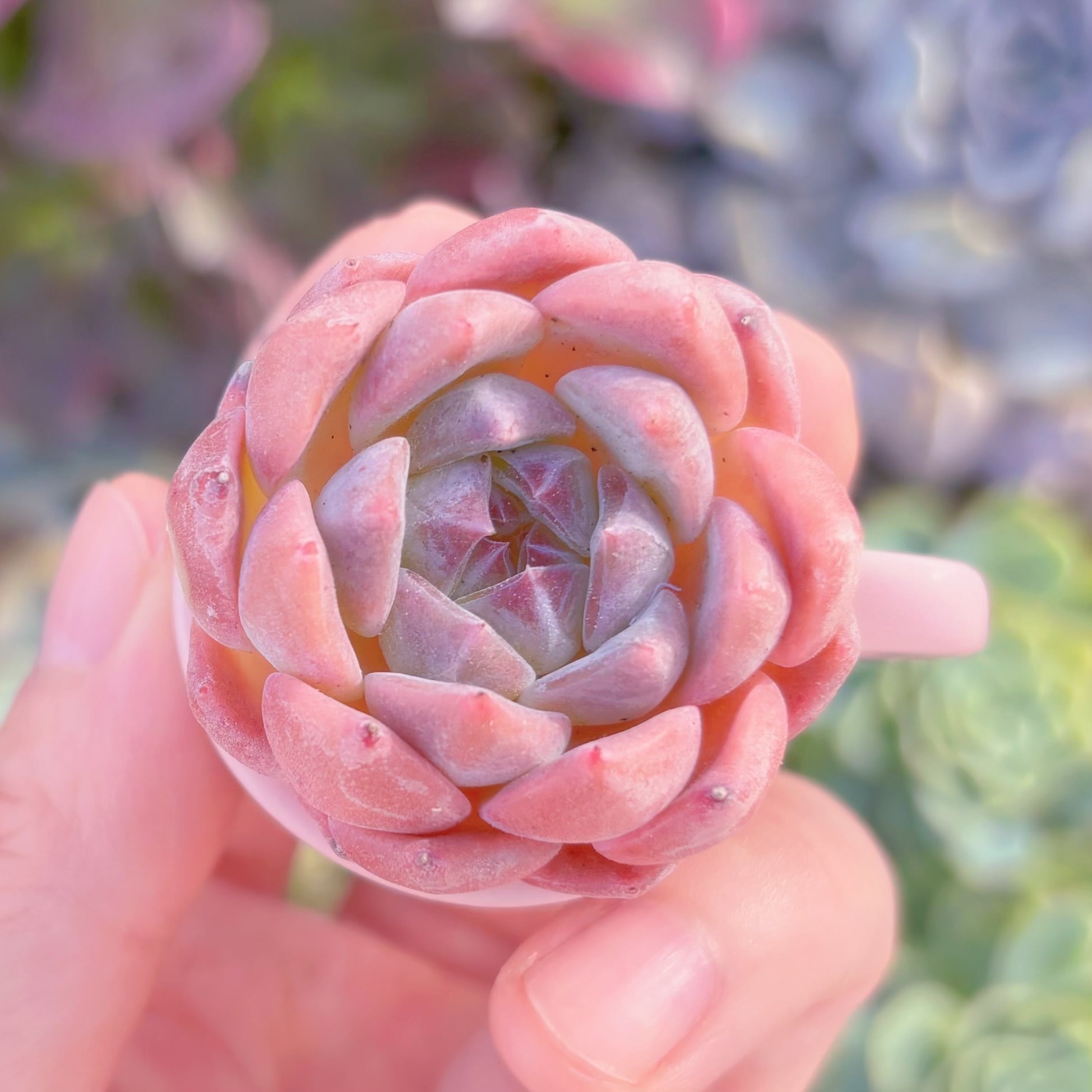 多肉植物　玻璃樽　レア品種　新入荷　るる農園