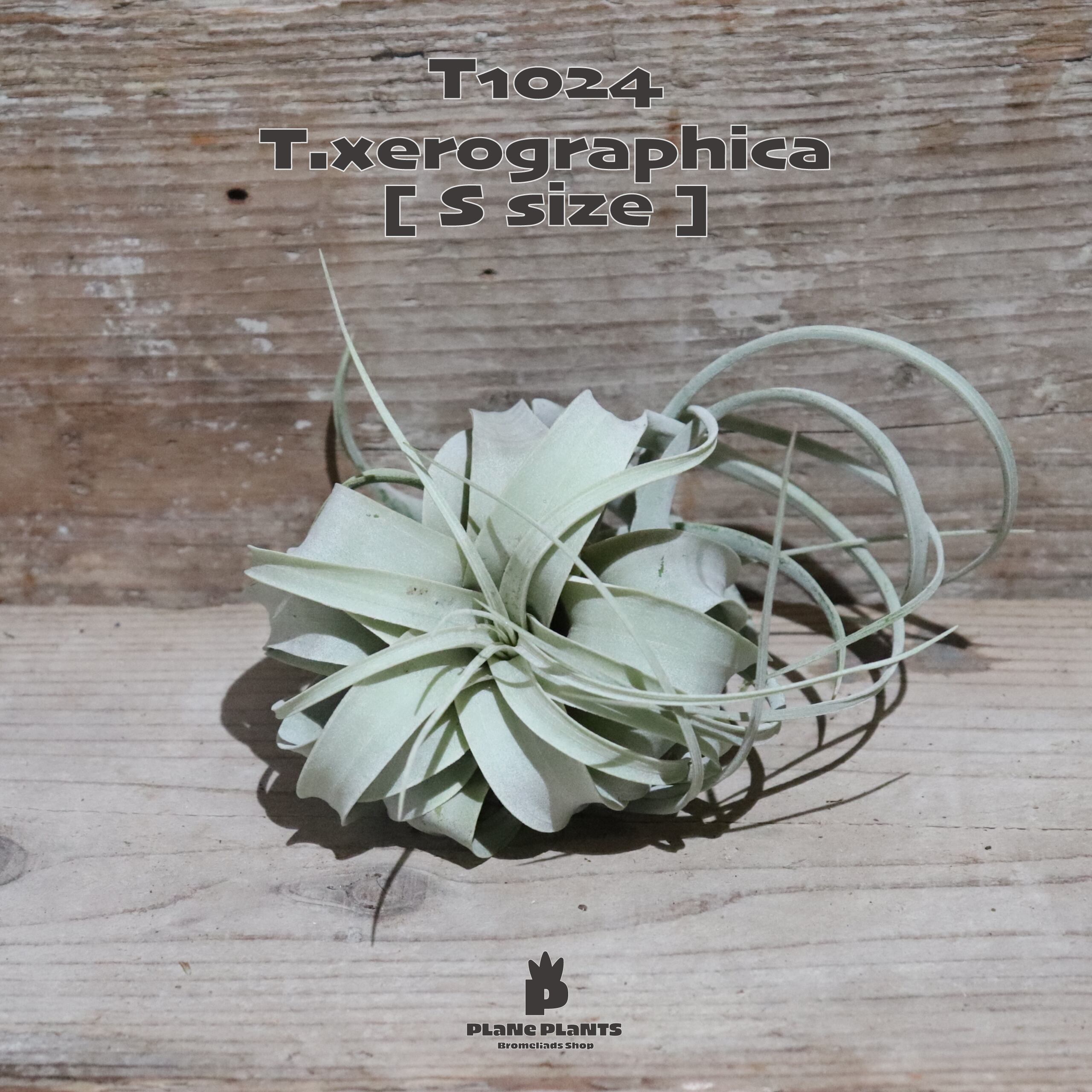 【送料無料】キセログラフィカ S〔エアプランツ〕現品発送T1024