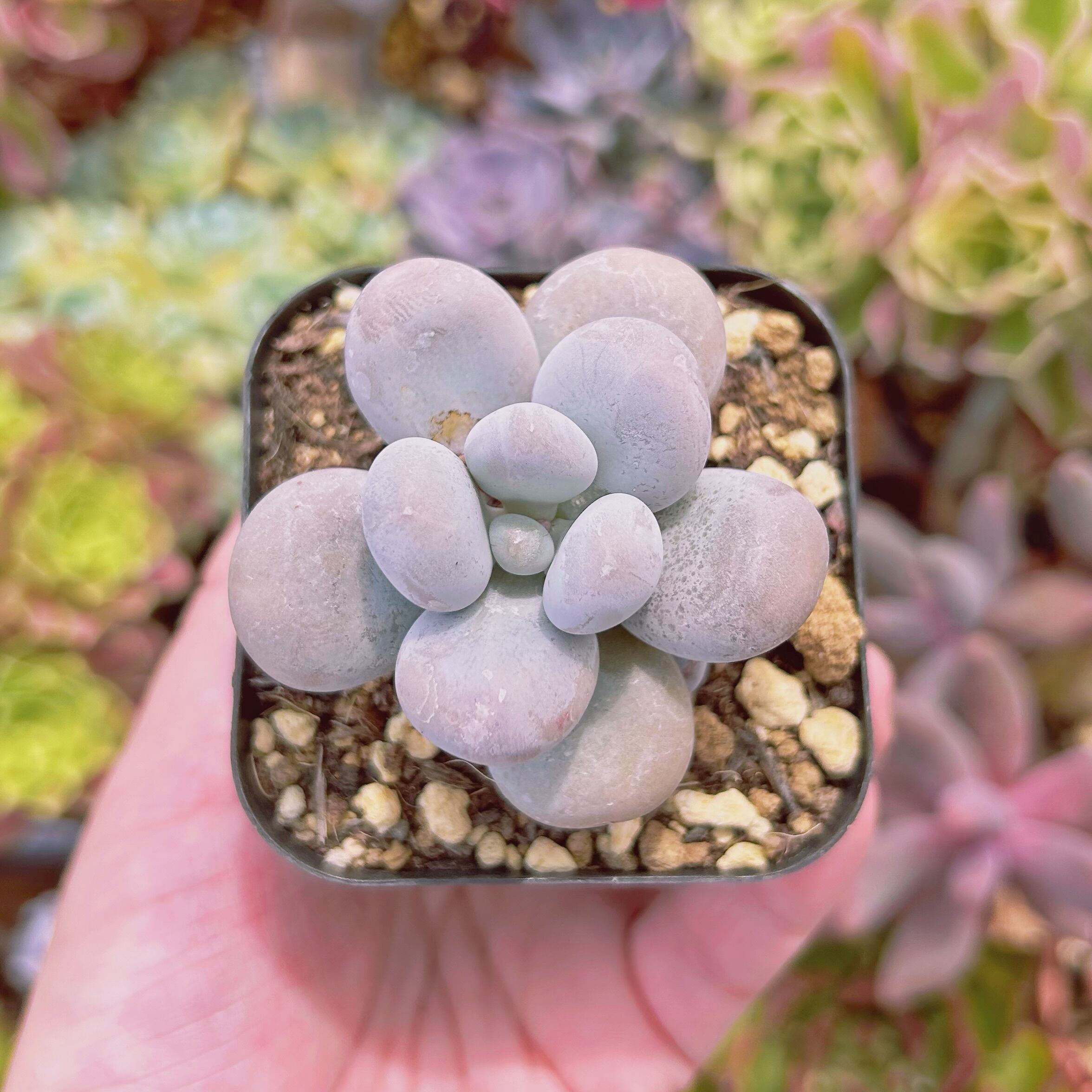 現物　多肉植物　タマゴチーズ　抜き苗