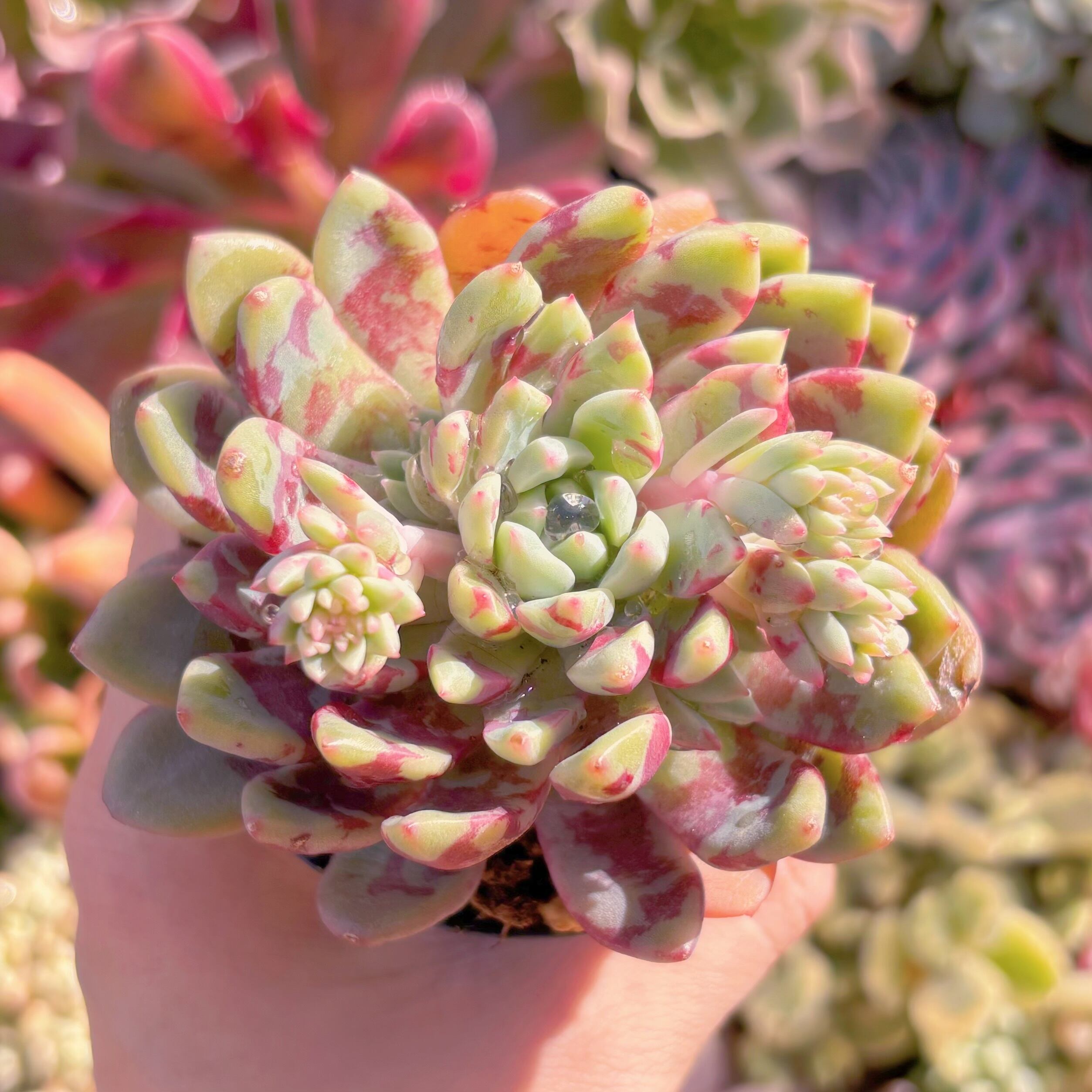 現品　ブラッドスワロー#3006   Last One　るる農園