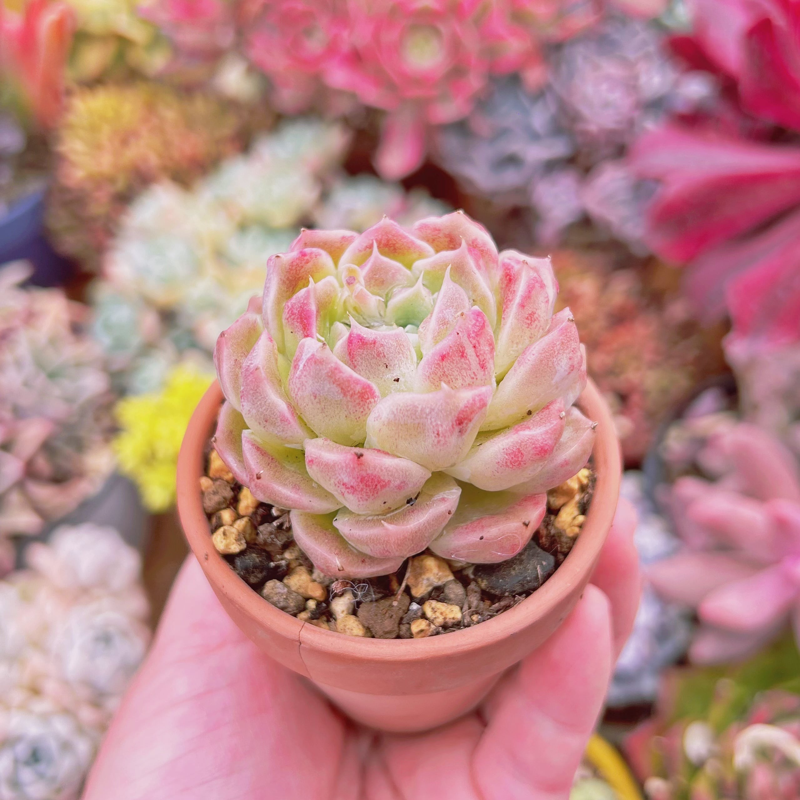 多肉植物 新品種 虹月影(錦つき) | るる農園~多肉植物専門