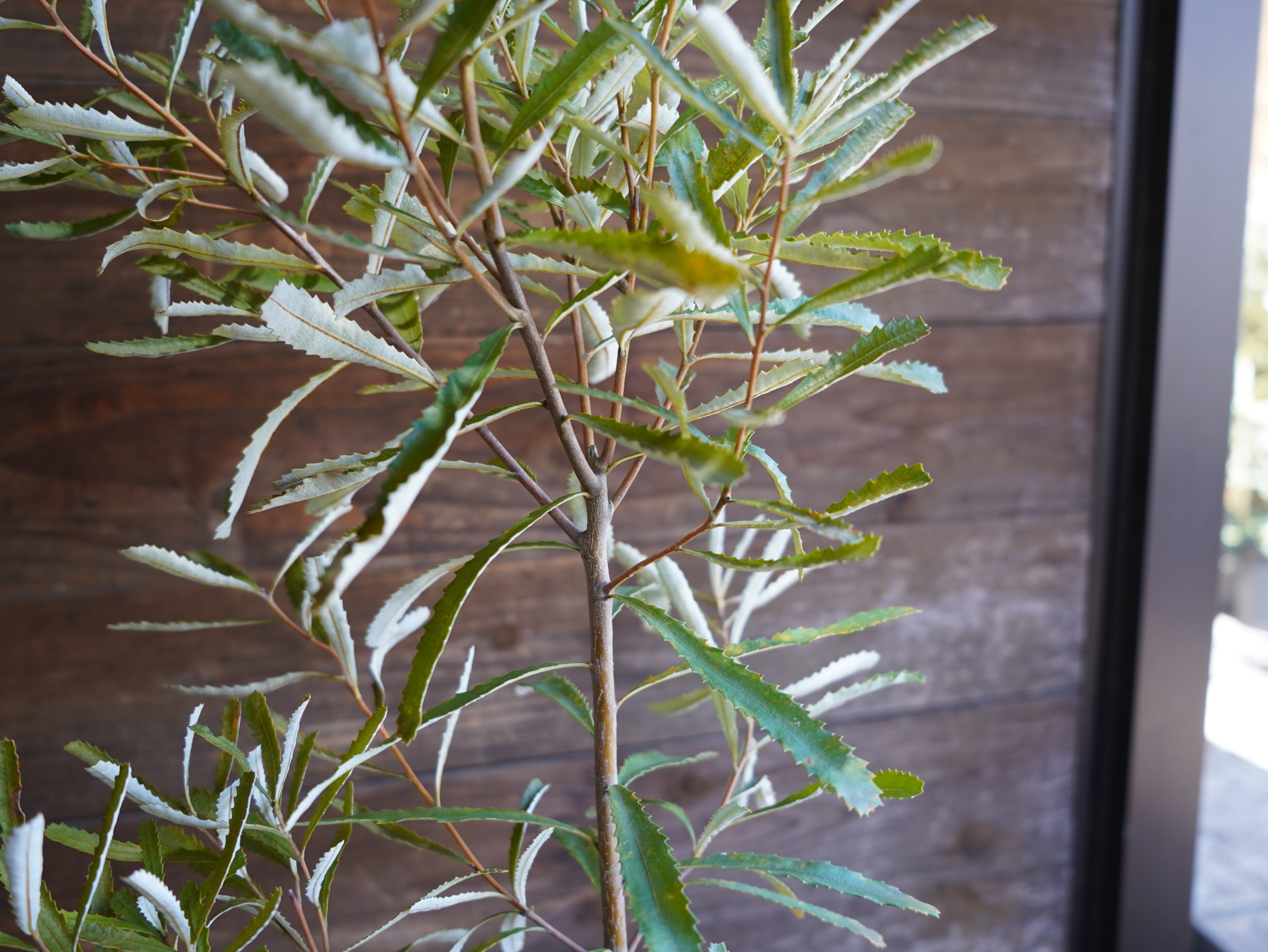 【現物】バンクシア　”オブロンギフォリア”　B