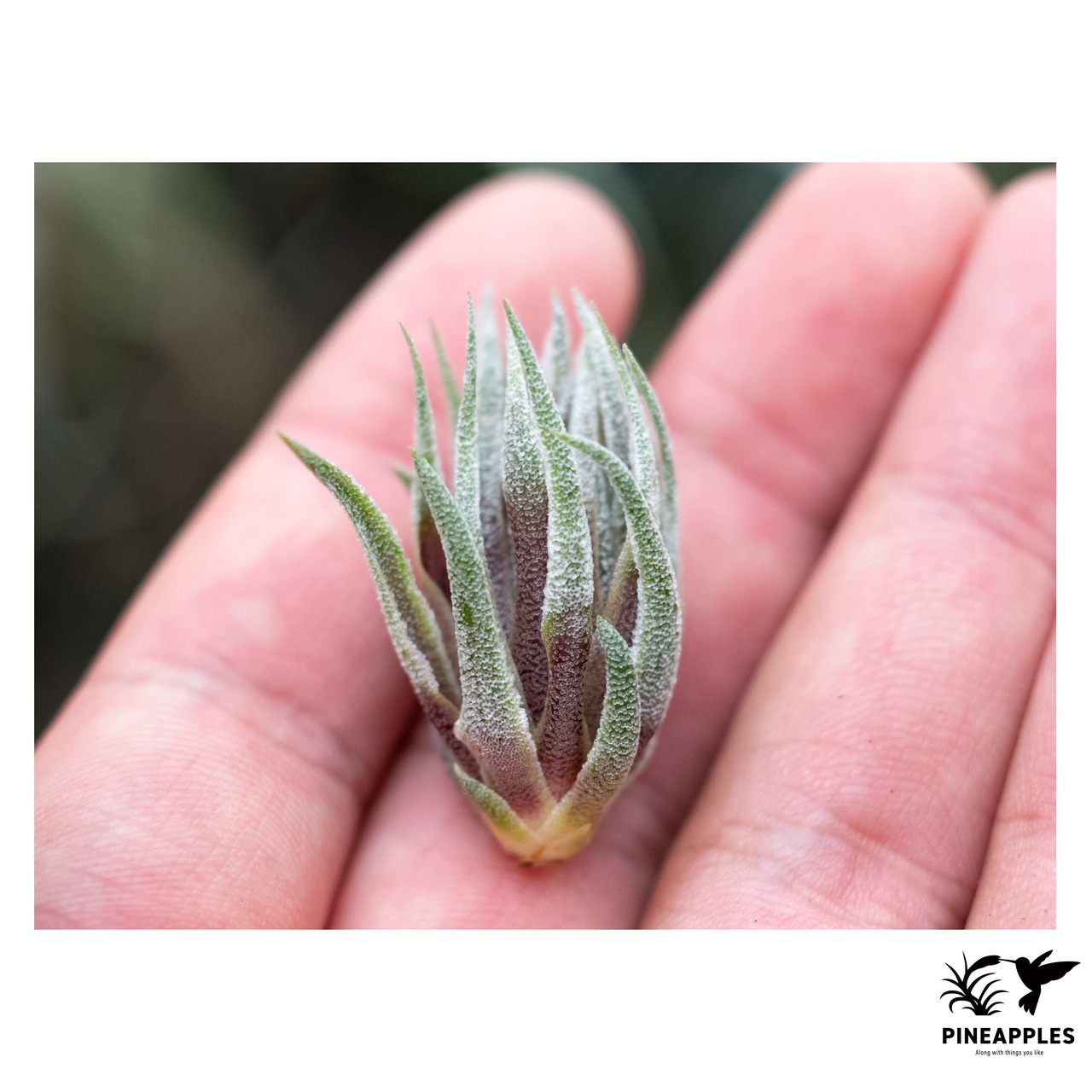 Tillandsia sprengeliana (Red Fine Leaf) - 2