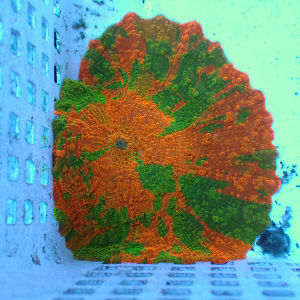 ディスクコーラル / Mushroom | HOUSE REEF(ハウスリーフ)サンゴ