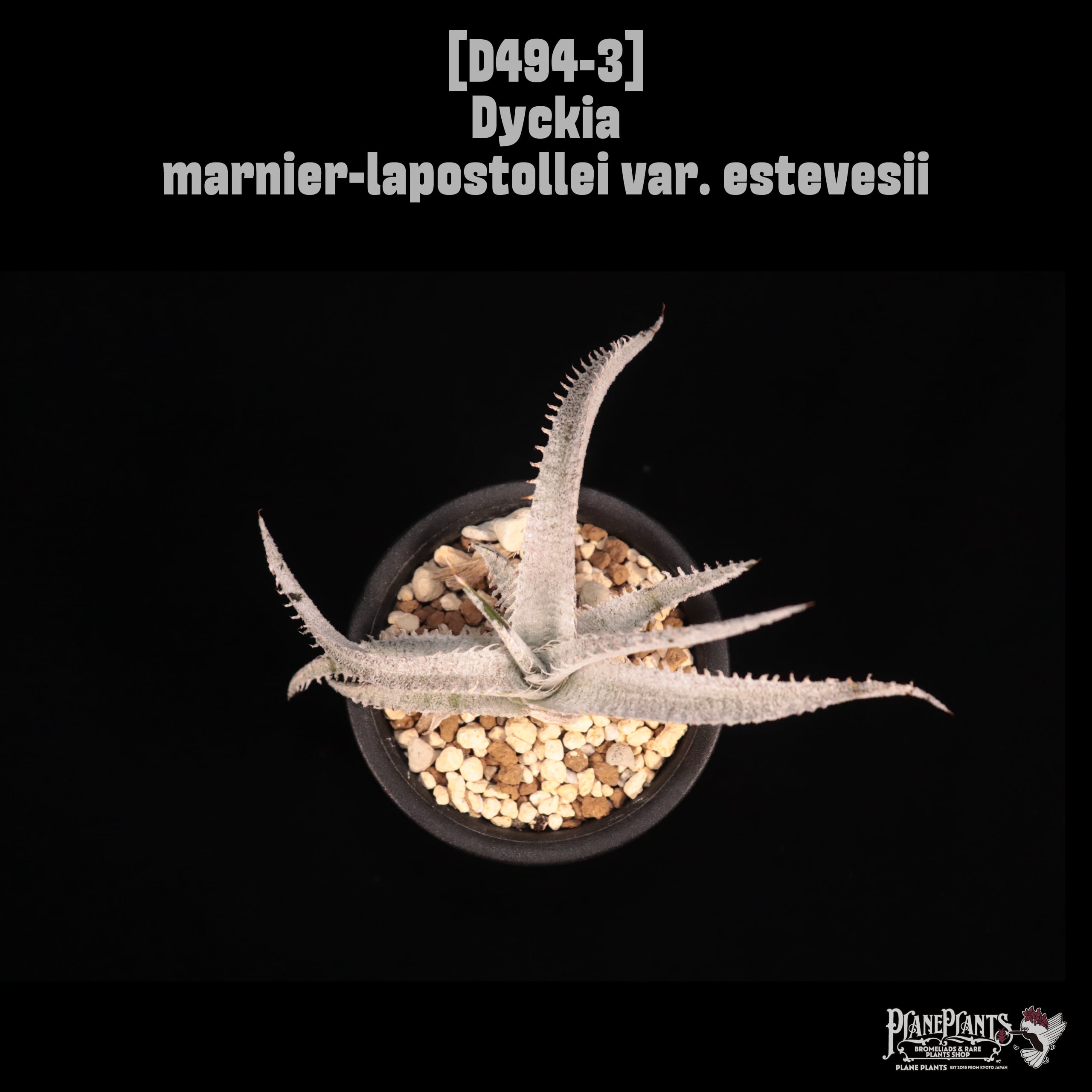 Dyckia marnier-lapostollei var. estevesii〔ディッキア〕D494-3
