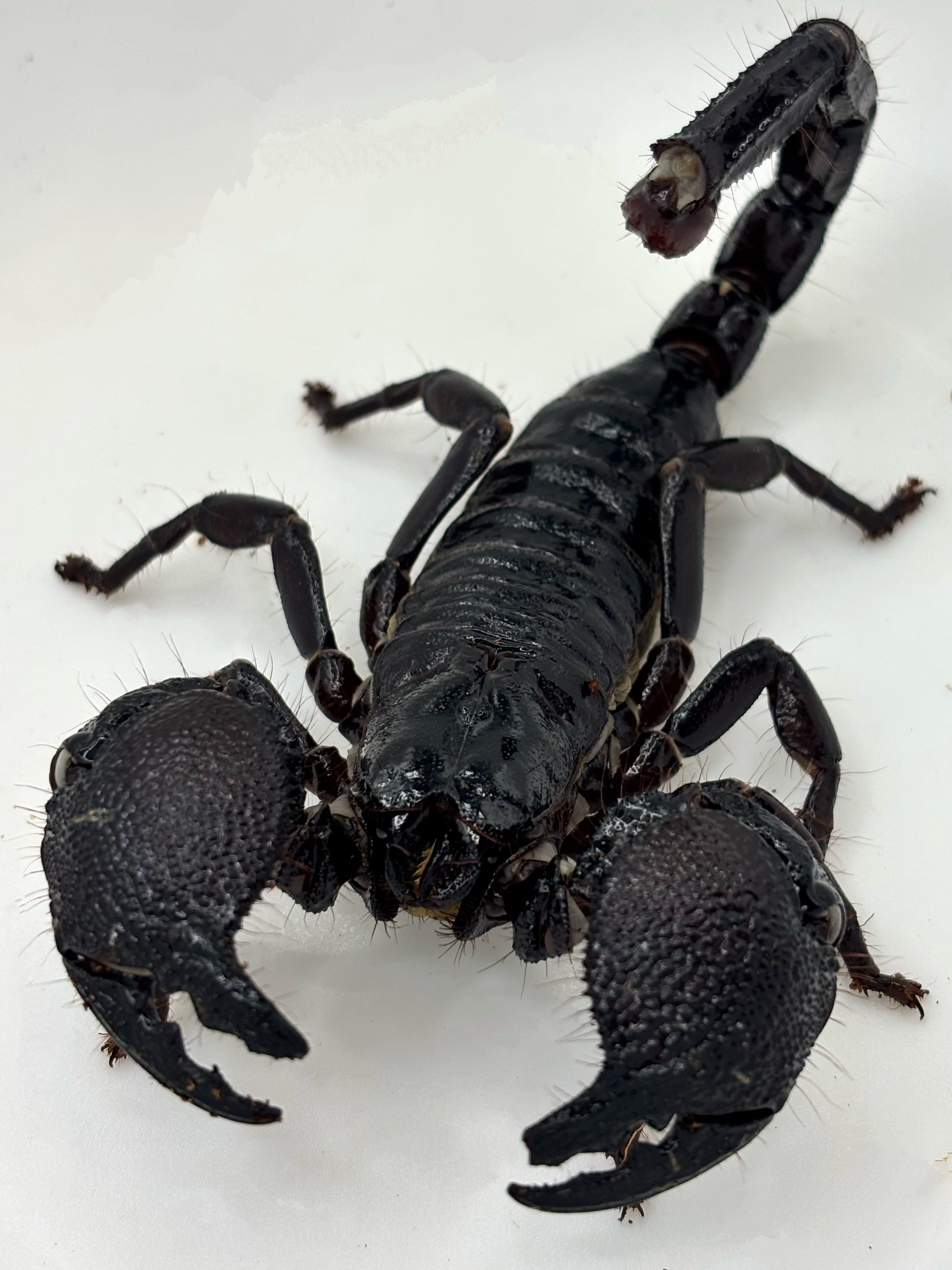 ダイオウサソリ ダイオウサソリ♂③1匹 | まるころ商店〜まるくてころころした生き物