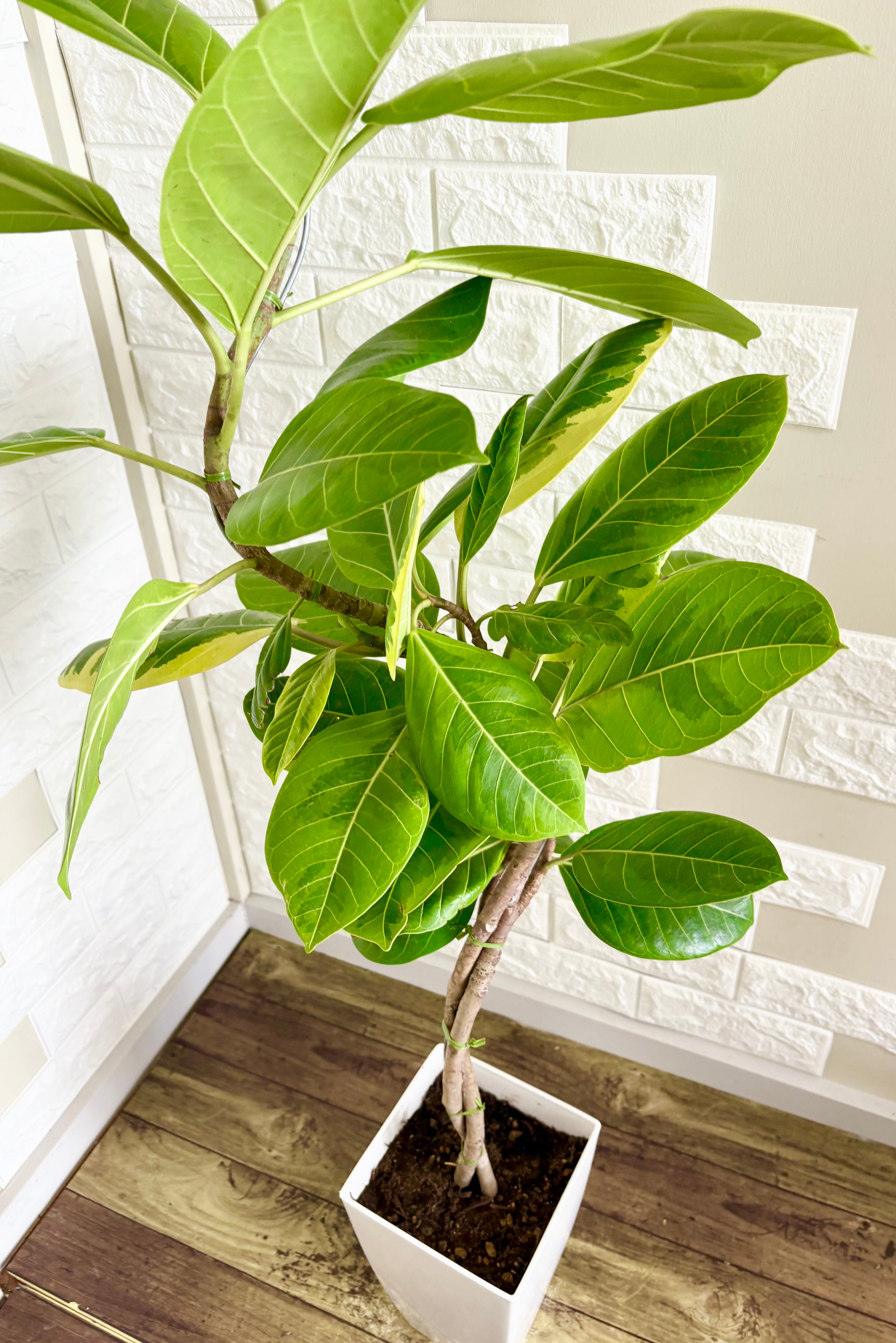 フィカスアルテシマ⭐️曲がり⭐️編み込み | 観葉植物のお店 feerie